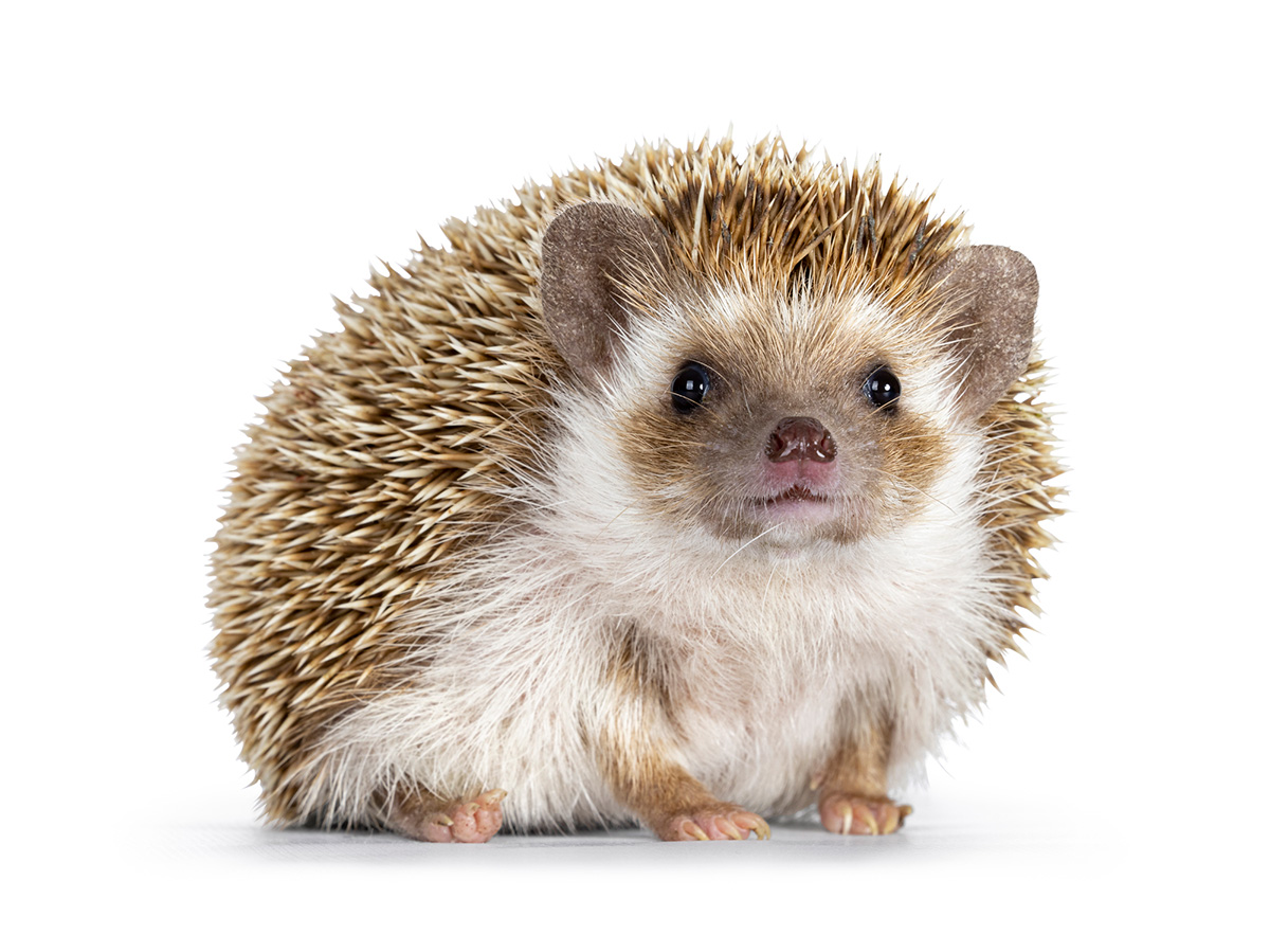 飼いやすいペット決定版！一人暮らしやマンション向け最新ランキング