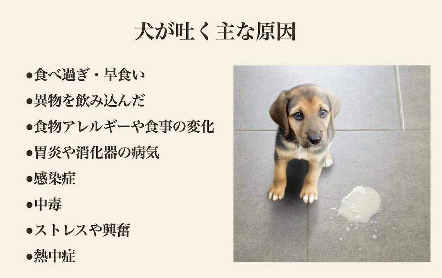 犬が黄色い液体を吐いた！原因と危険な症状の見分け方・緊急対処法