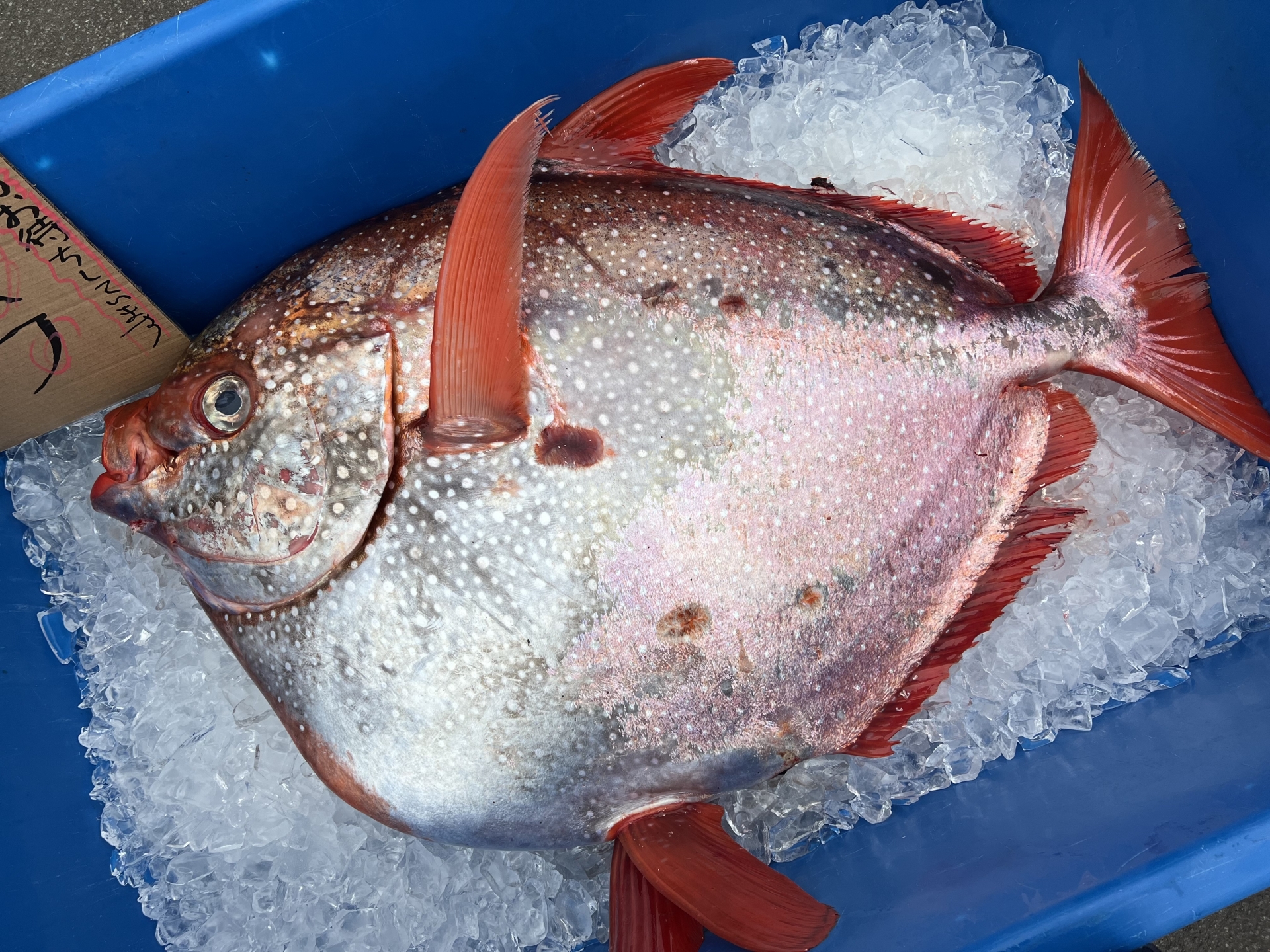アカマンボウはマグロの代用？回転寿司の噂の真相と2026年最新の真実