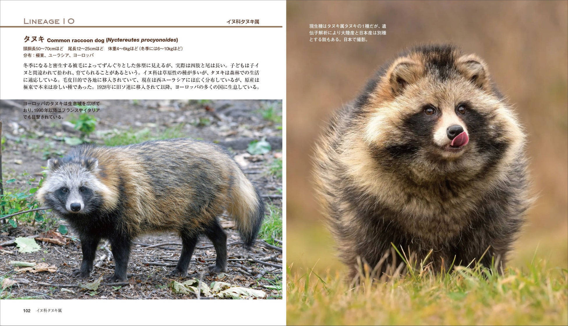 犬科の動物一覧｜キツネやタヌキも仲間？驚きの生態と進化を徹底解説