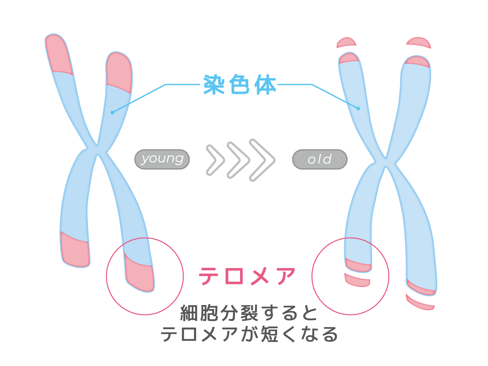 テロメアとは？命の回数券が握る老化の仕組みと最新寿命研究