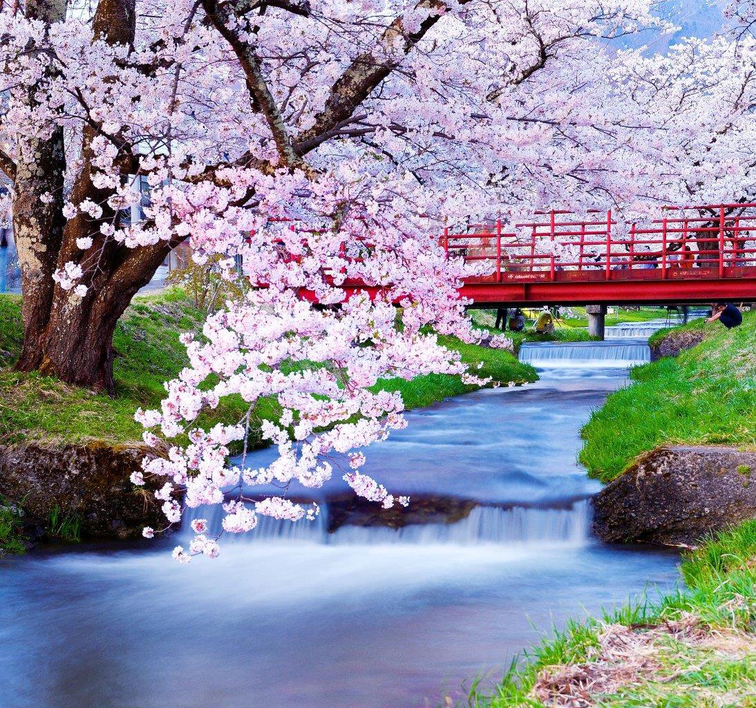 観音寺川の桜並木2026見頃・開花状況とライトアップ・混雑回避完全ガイド
