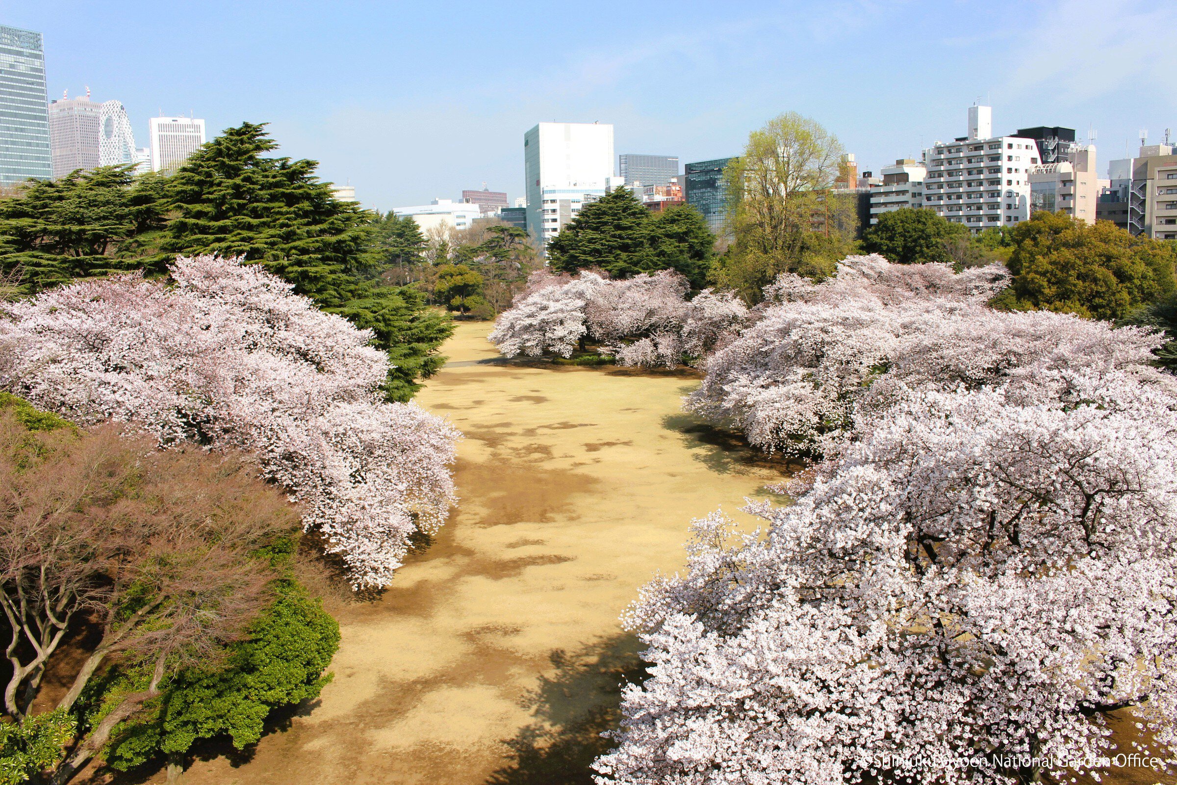 新宿御苑の桜園地で春を愉しむ！満開予測と混雑回避の完全案内