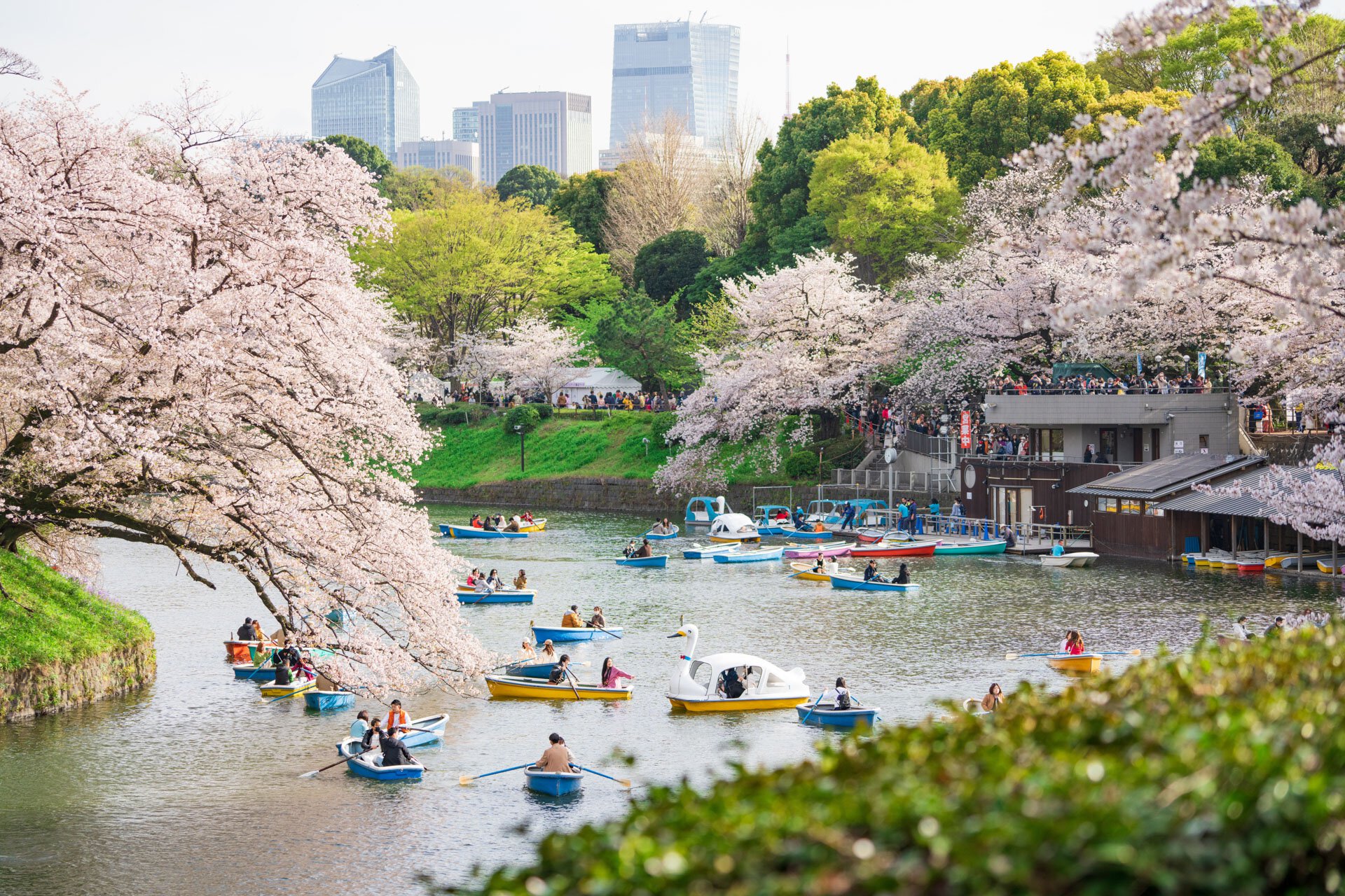 2026東京の桜はいつまで？見頃のピークと遅咲き名所を徹底解説