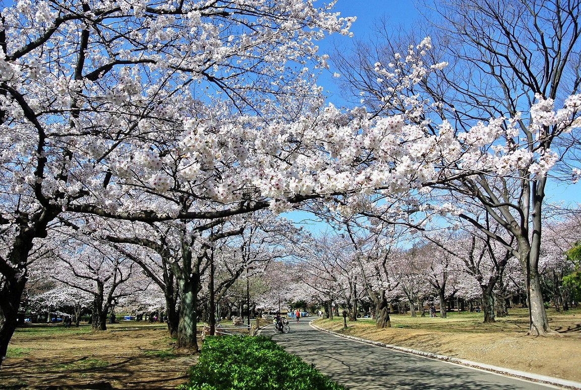 代々木公園「桜の園」極上お花見ガイド！混雑回避と絶景撮影術