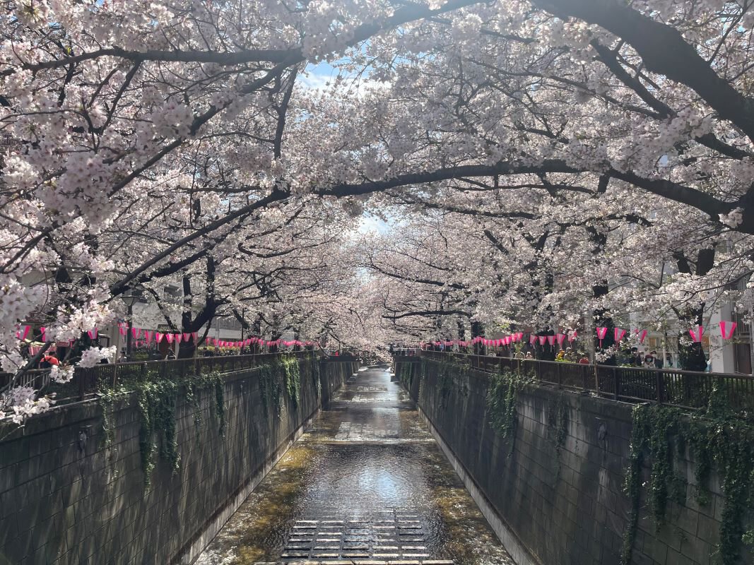 目黒川の桜並木2026年完全版！地元民だけが知る穴場と夜桜絶景ルート