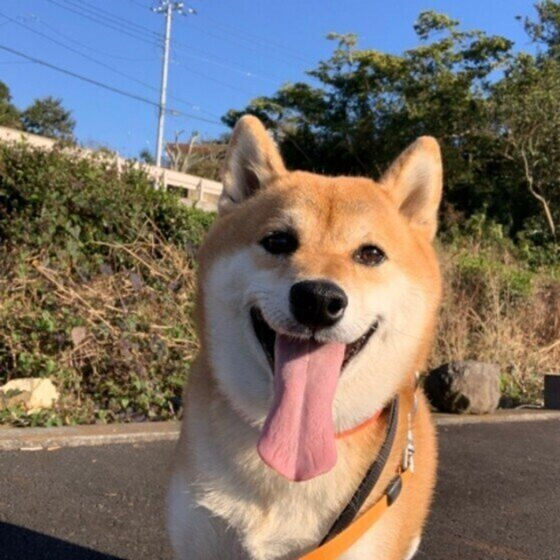 犬の舌が出っぱなしの理由と色の変化｜危険な病気のサインを徹底解説