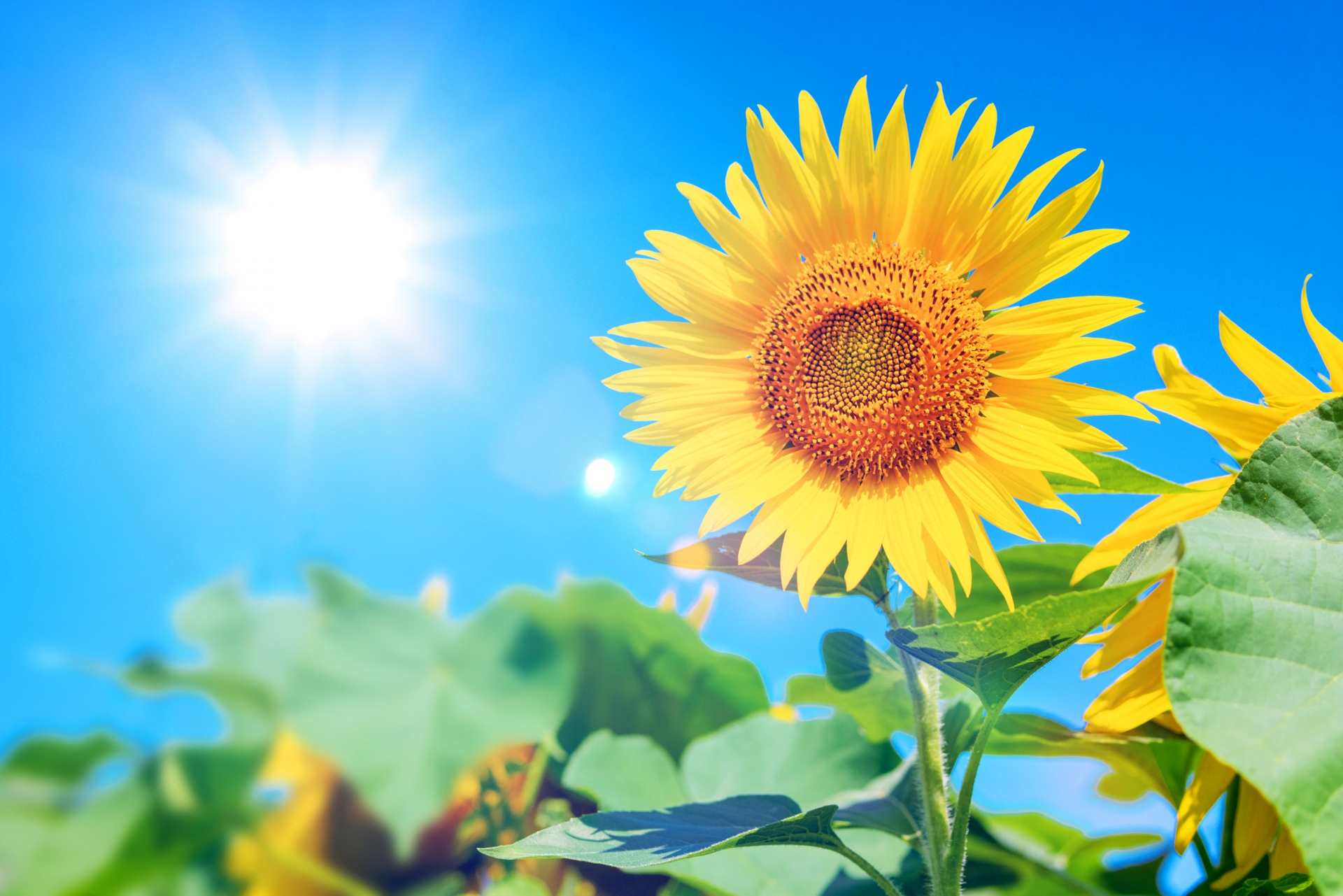 【2026年】ひまわりの丘の見頃と開花速報！混雑回避術と絶景スポット