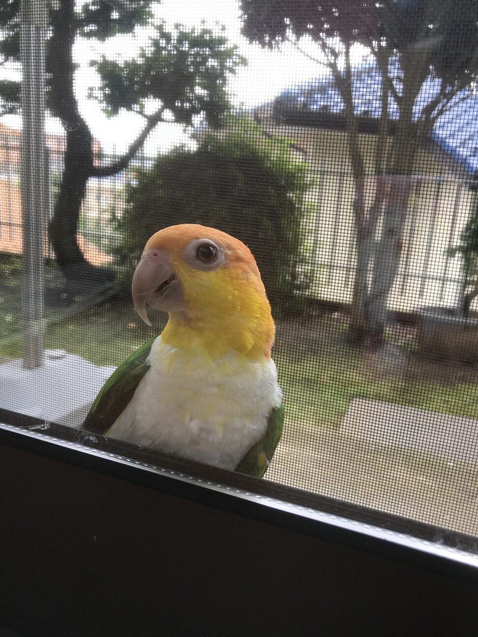 シロハラインコ里親の現実！手放す理由と譲渡条件・費用を徹底追及