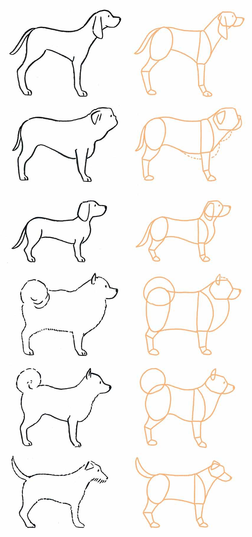 プロ直伝！絵が苦手でも1分で描ける犬の書き方と黄金比率【2026】