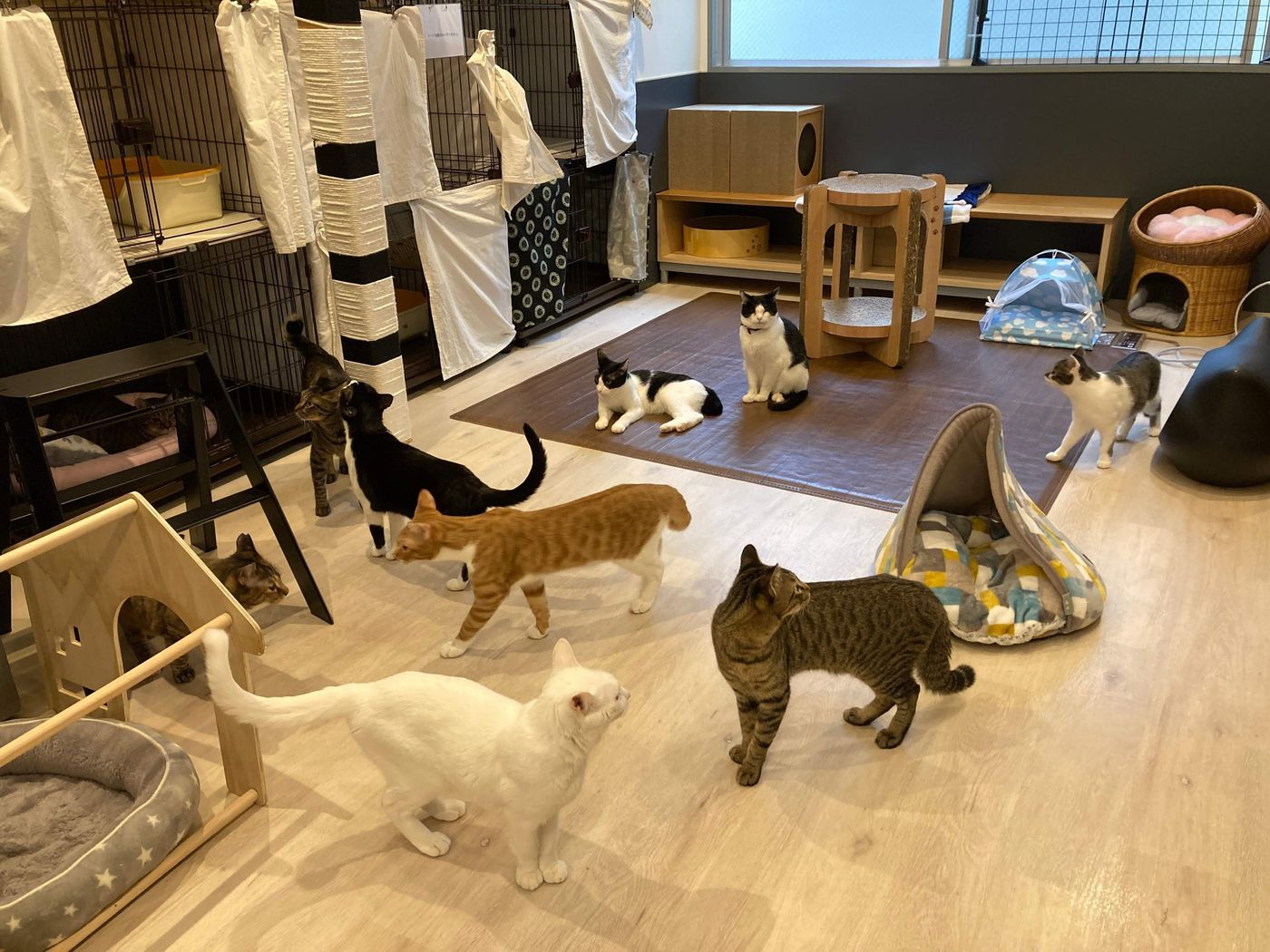 池袋の猫カフェ徹底比較！安さ・抱っこ・保護猫のリアルな評判と選び方