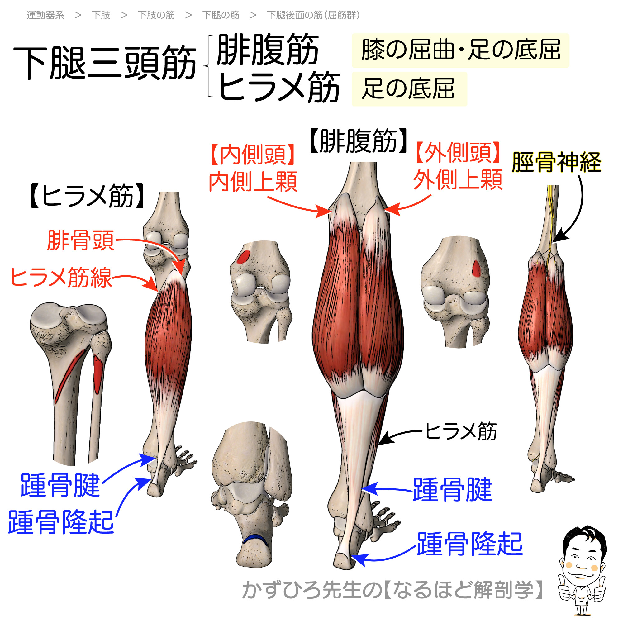 「第2の心臓」下腿三頭筋の真実！足のつり・むくみを解消する極意
