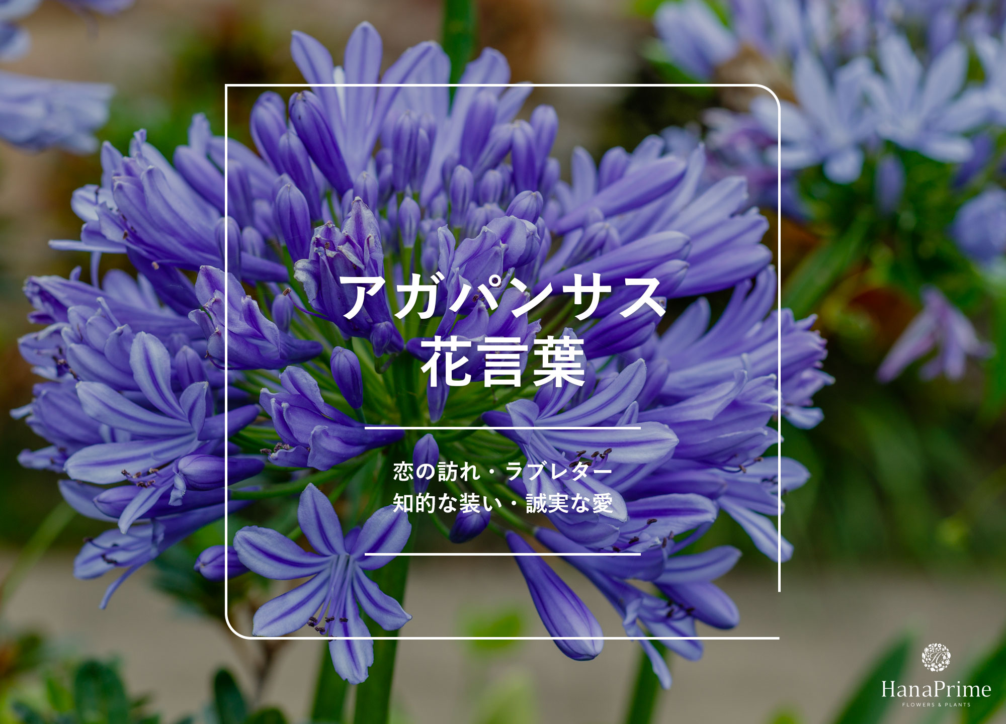 花言葉「あなたを愛しています」はバラ以外も？知らずに贈ると危険な裏の真相