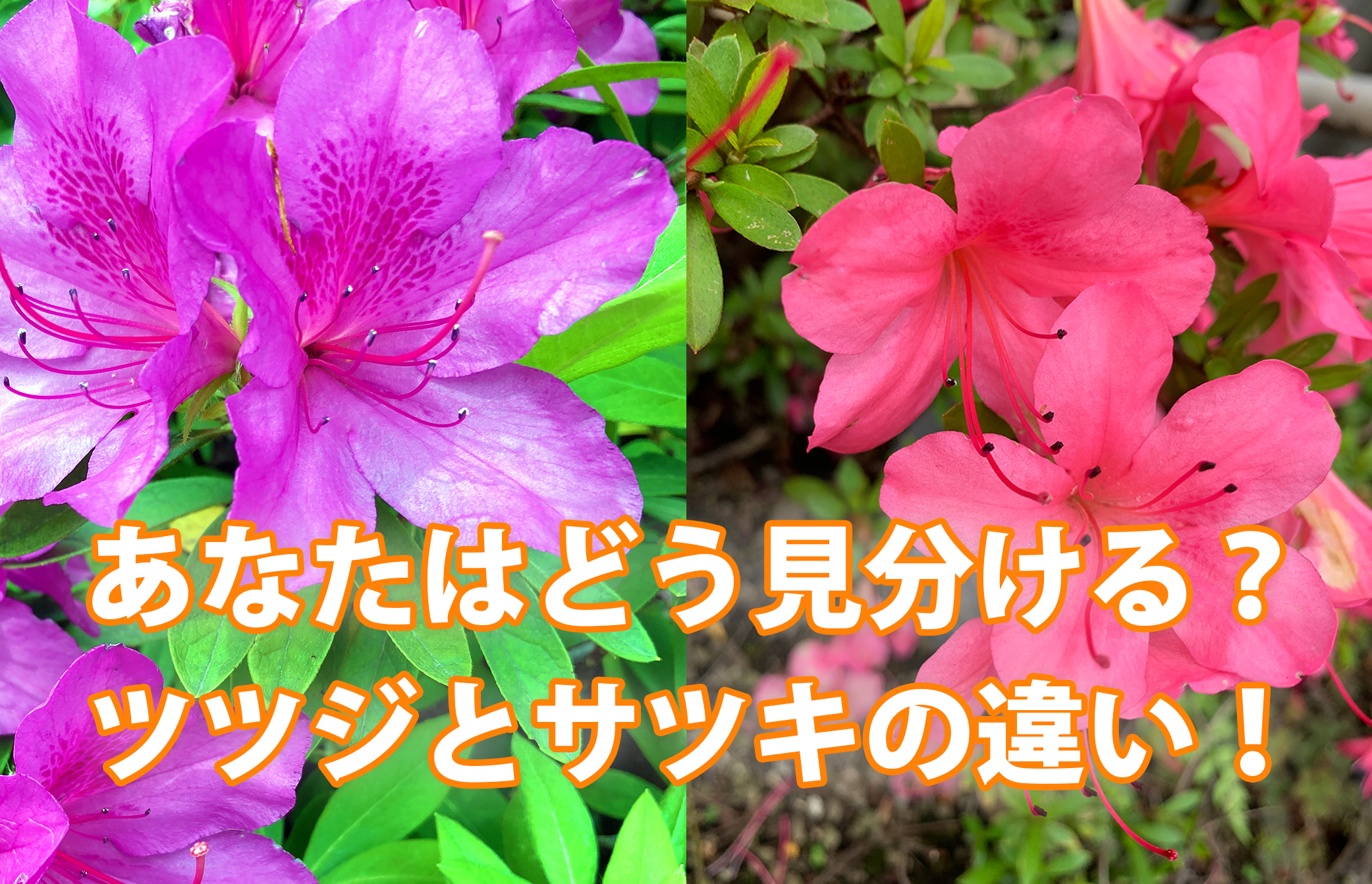 ツツジとサツキの決定的な違いとは？見分け方と知られざる真相を徹底解説