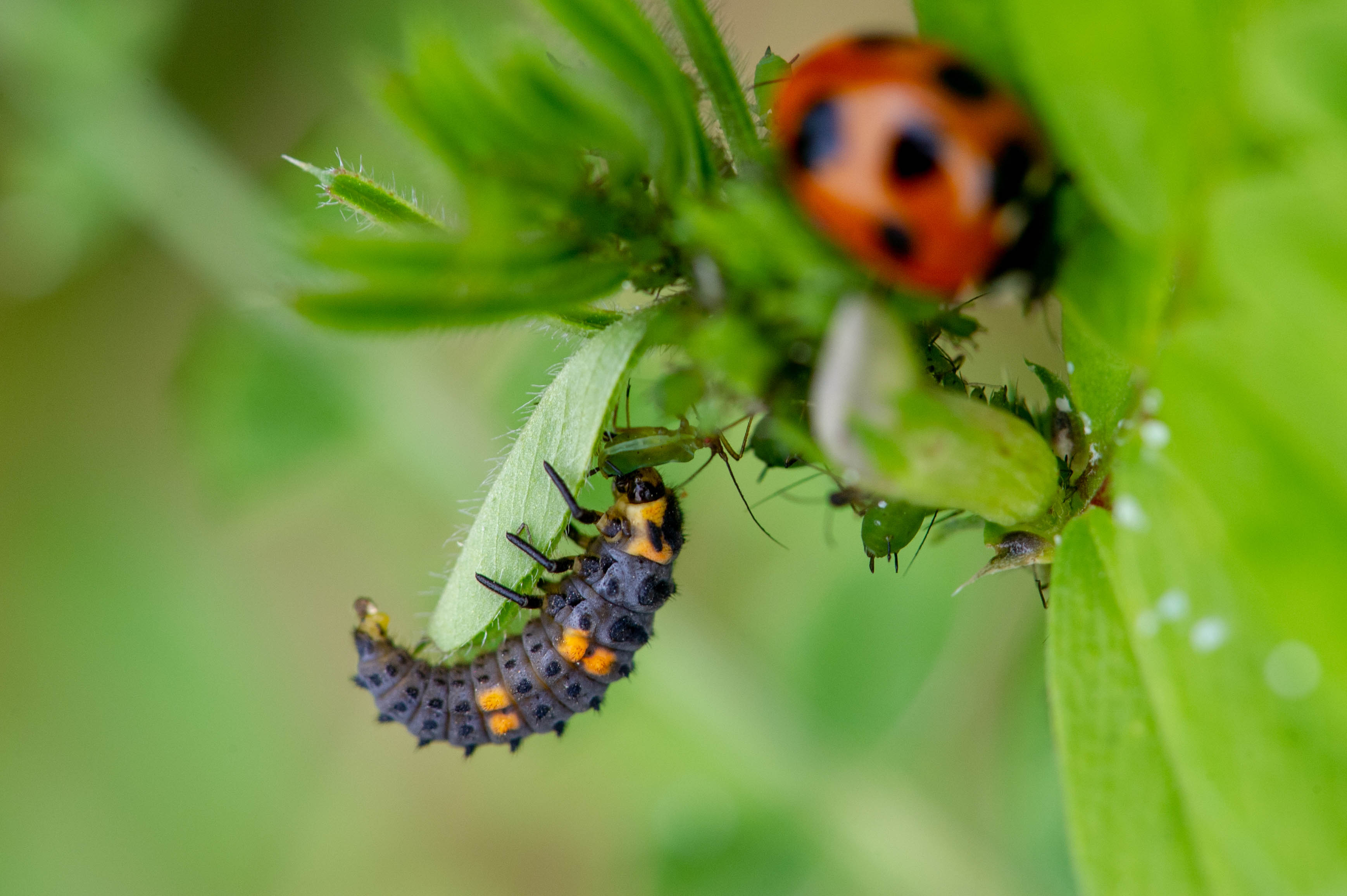 庭の黒いトゲトゲ虫は益虫か害虫か？てんとう虫幼虫の見分け方と生態