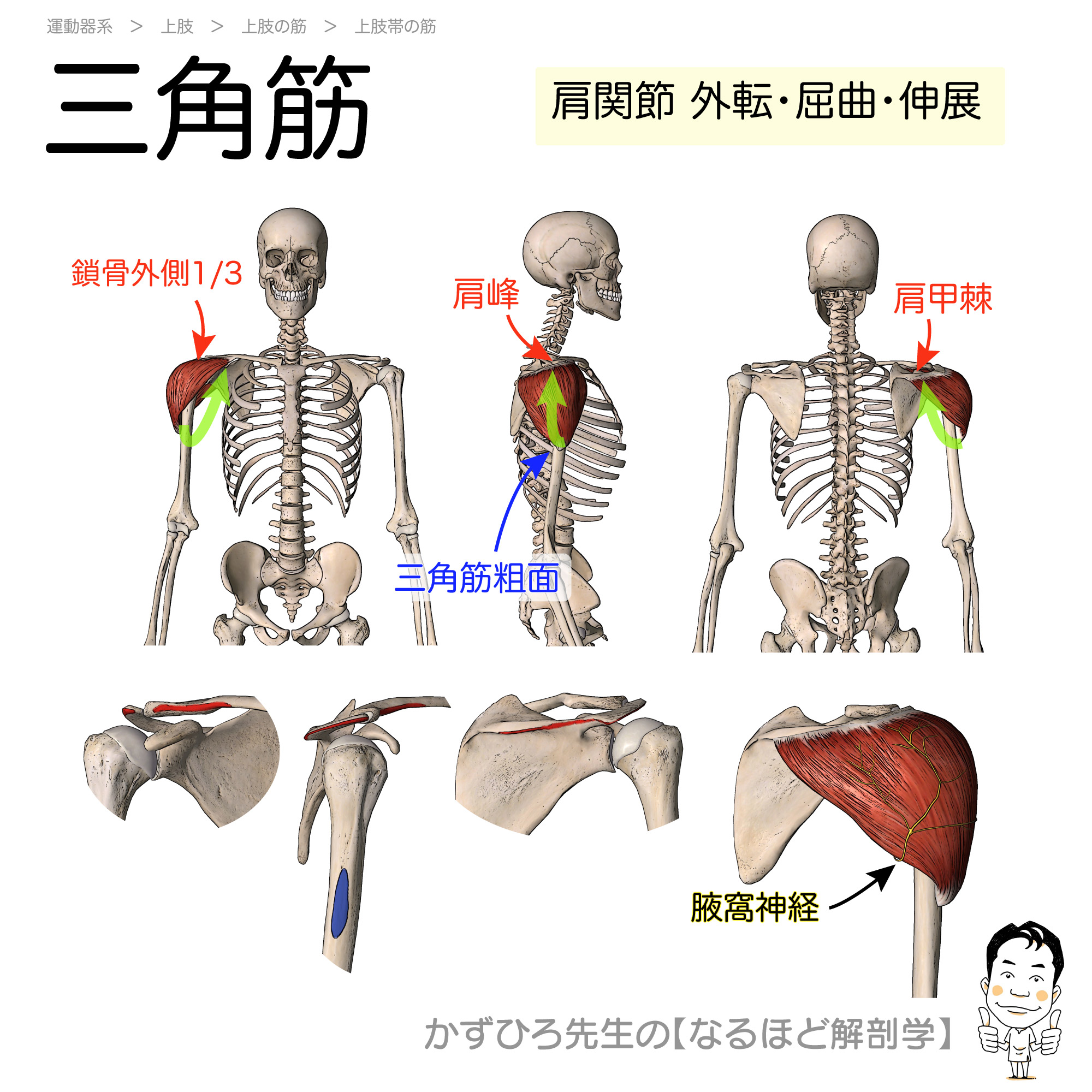 三角筋の起始停止と作用を完全解説！試験の覚え方から筋肥大まで