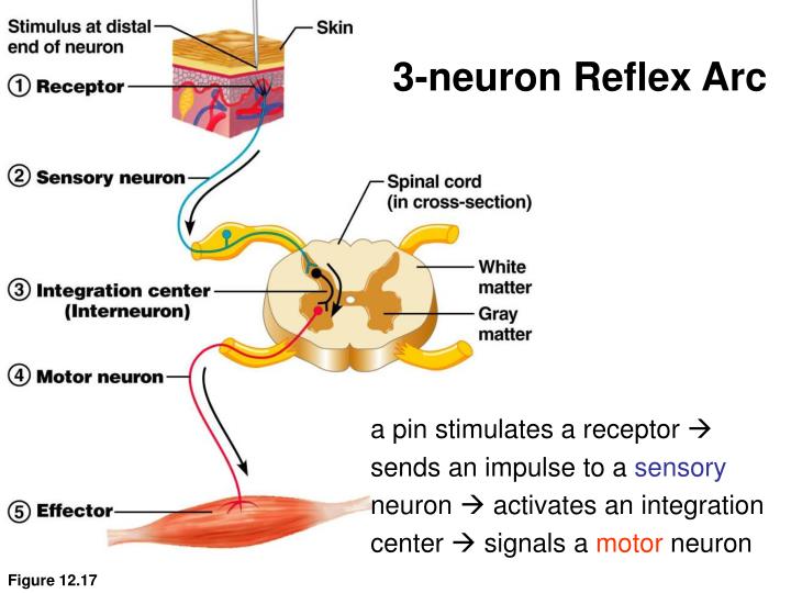 Label the Components of a Three Neuron Reflex Arc