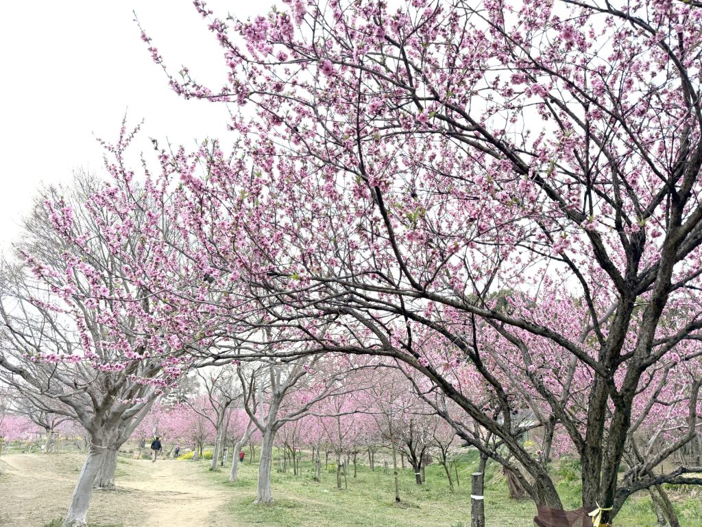 古河桃まつりの開花状況と見頃速報！満開のハナモモと混雑回避ルート