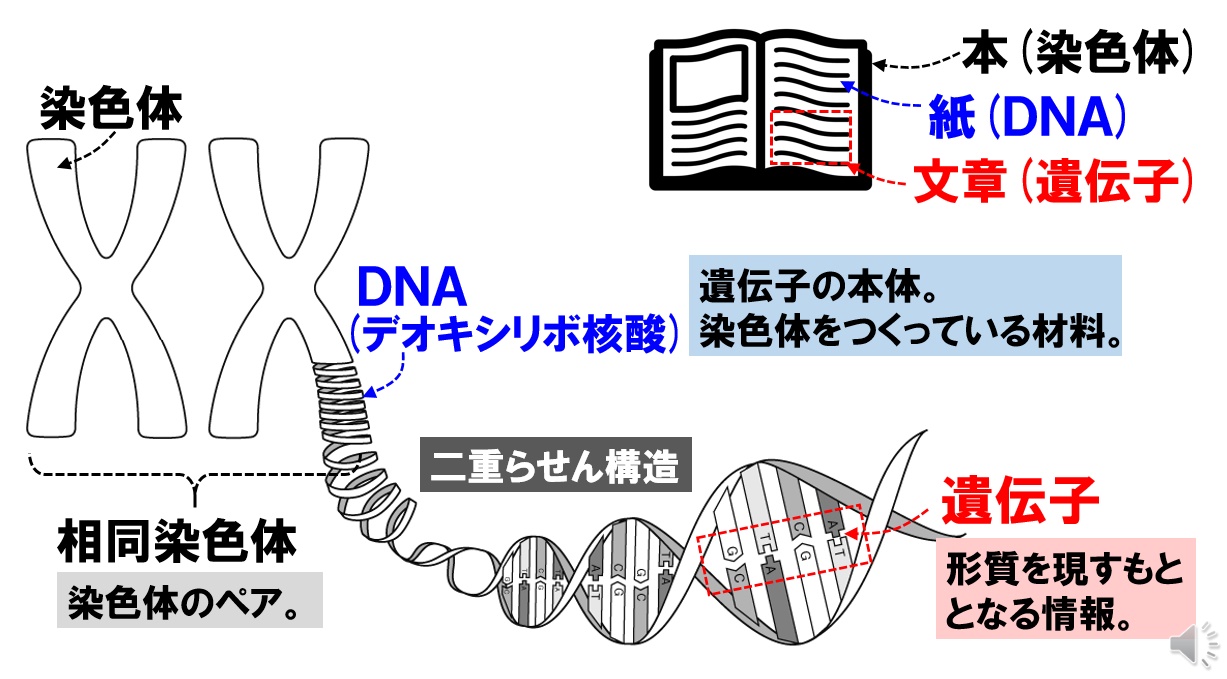染色体・遺伝子・Dnaの違いとは？本と図書館の例えでスッキリ完全解説