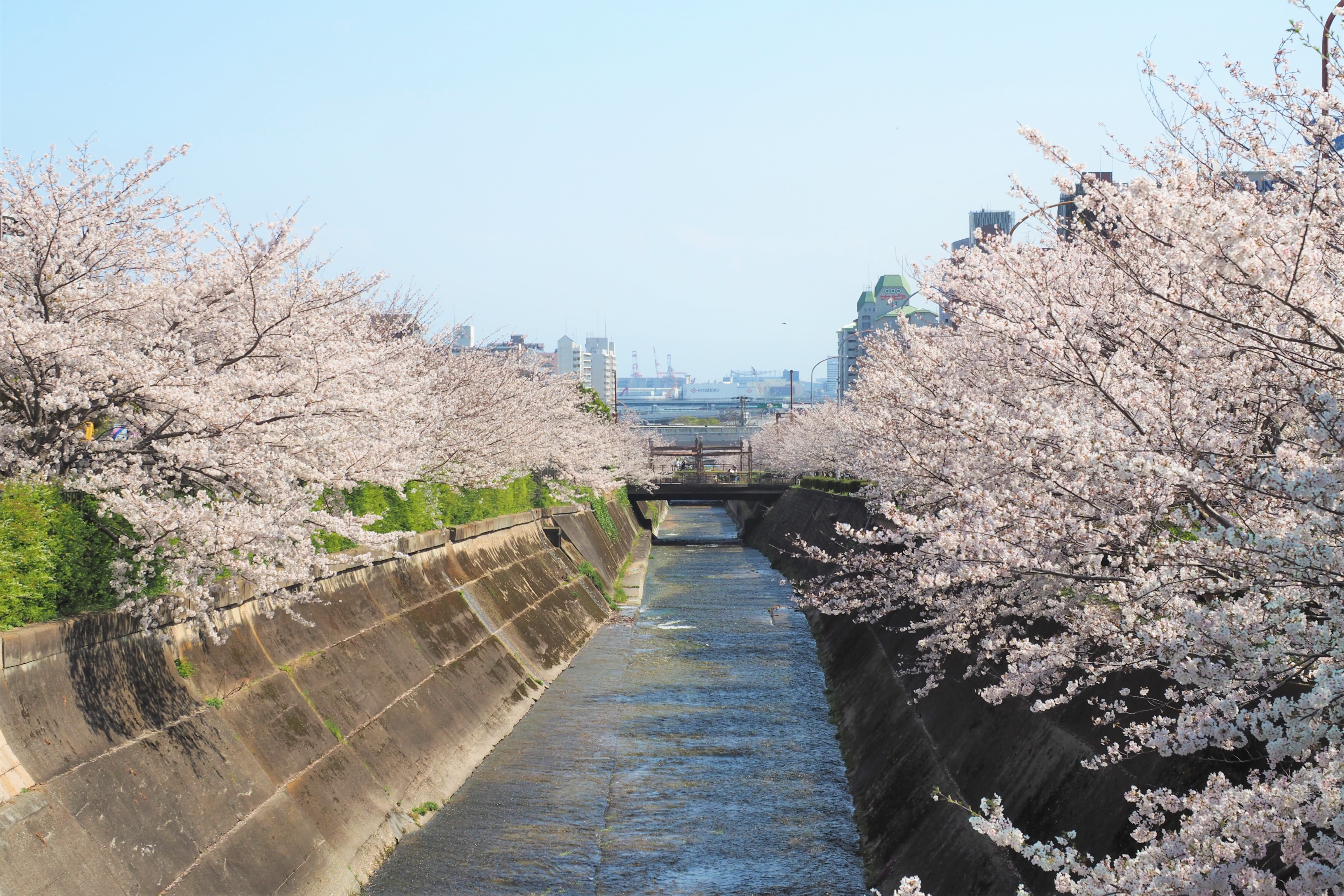 生田川の桜2026！満開時期・夜桜ライトアップと混雑回避の穴場攻略