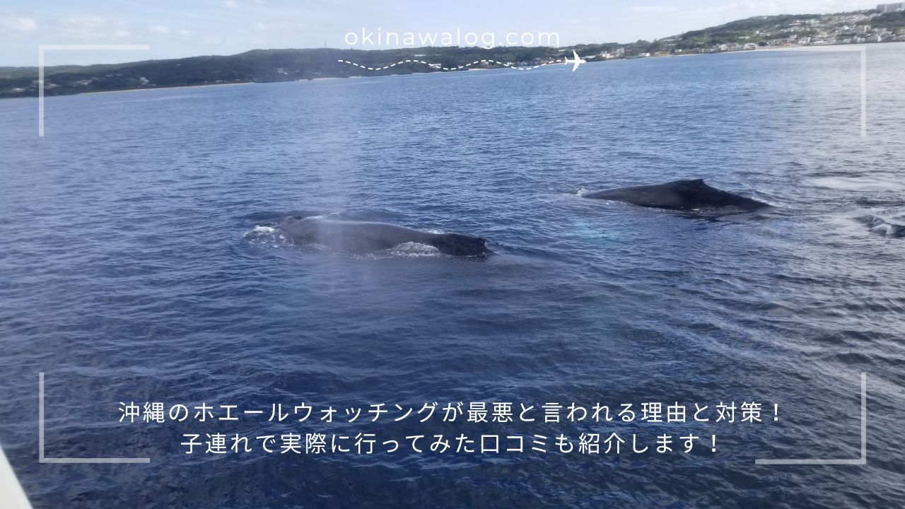 沖縄ホエールウォッチング最悪の真相！後悔する理由と失敗回避術