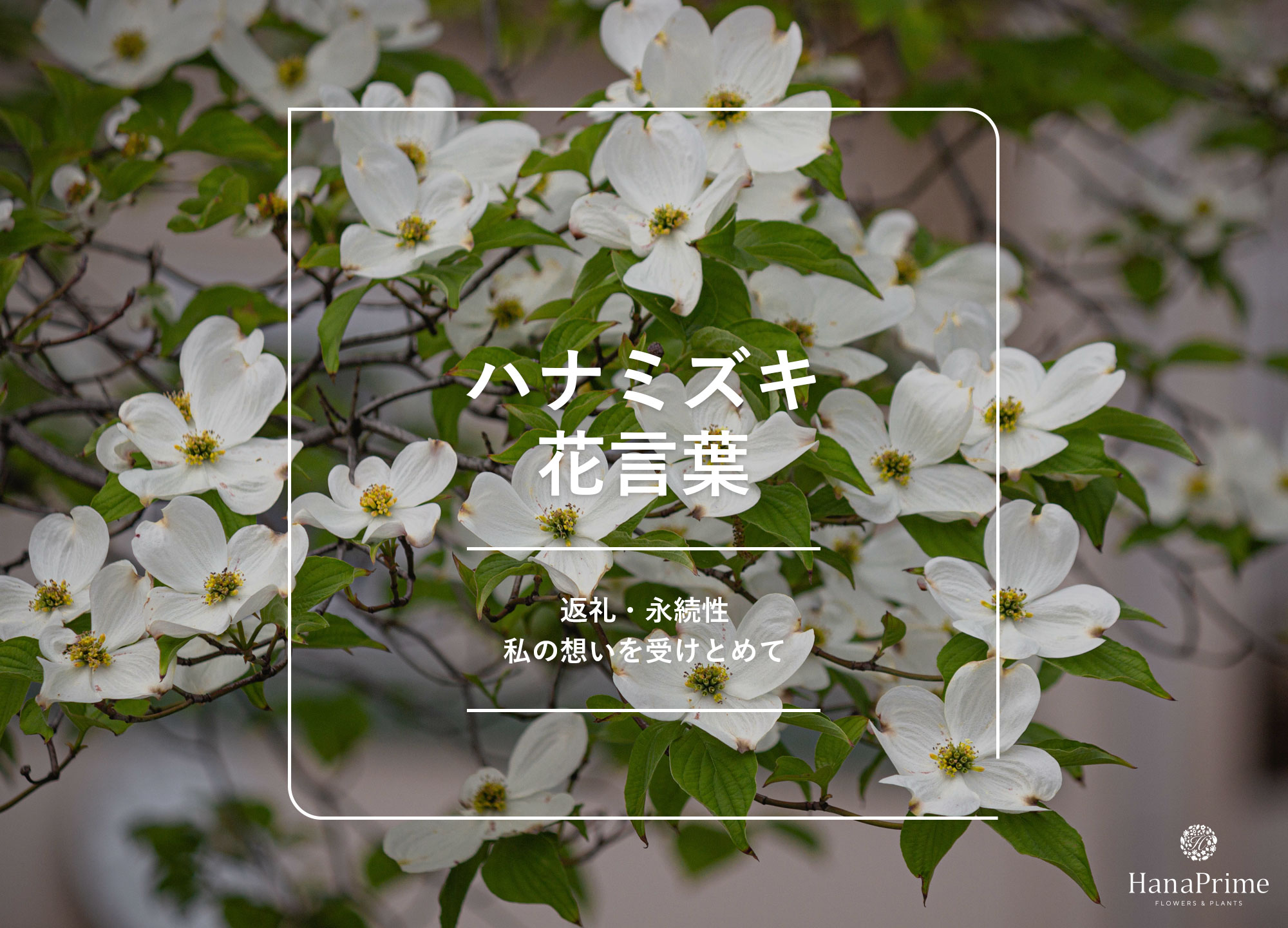 ハナミズキの花言葉は怖い？返礼の由来と色別の意味や真相を徹底解説