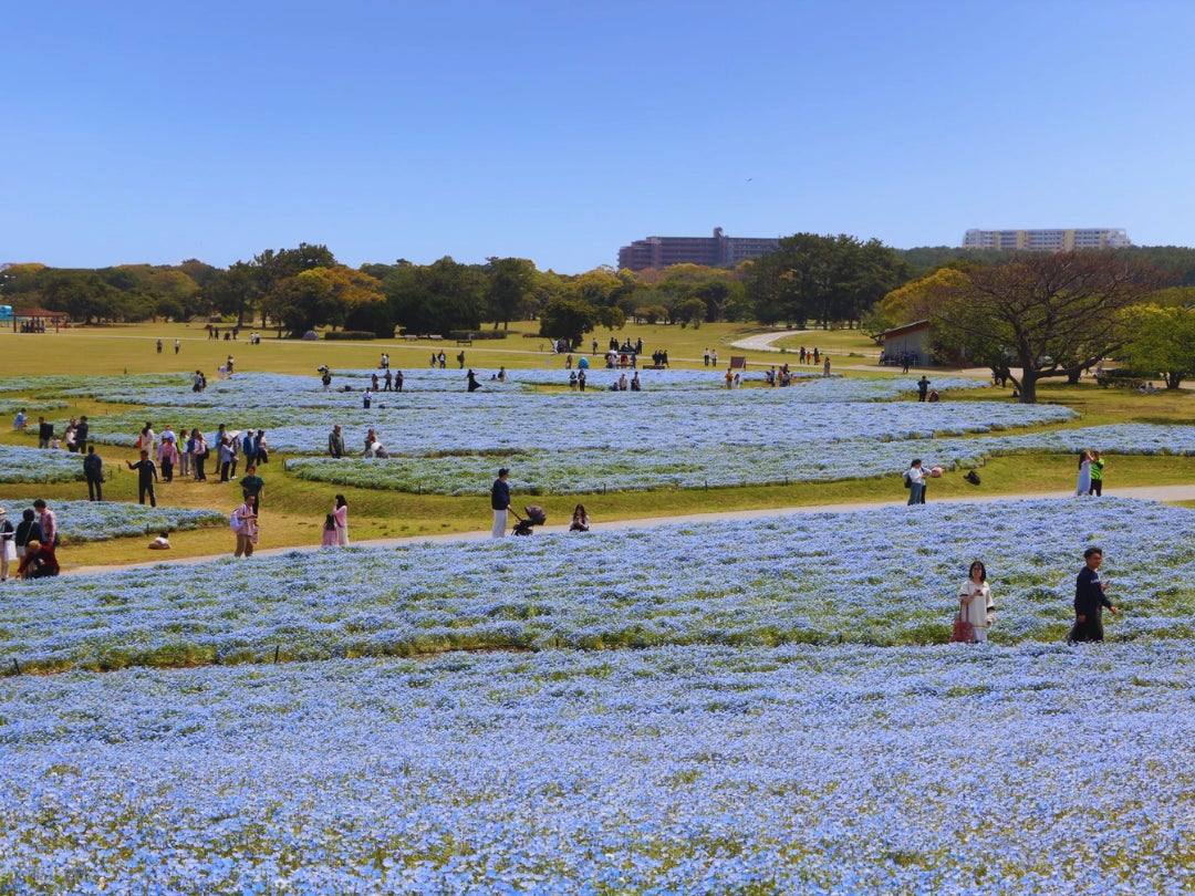 【2026最新】海の中道海浜公園のネモフィラ見頃はいつ？混雑回避＆駐車場攻略
