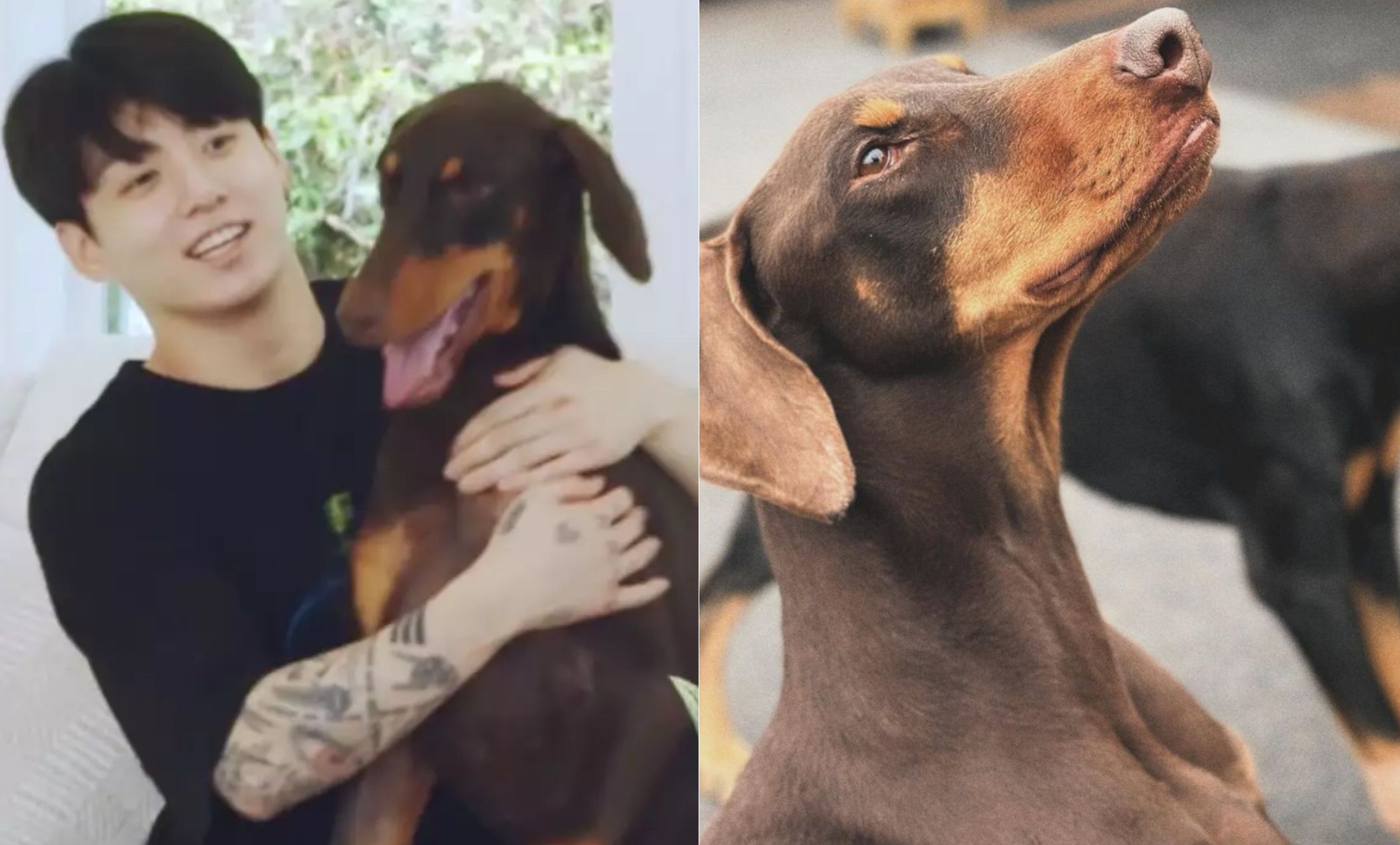 Does Jungkook Have a Dog