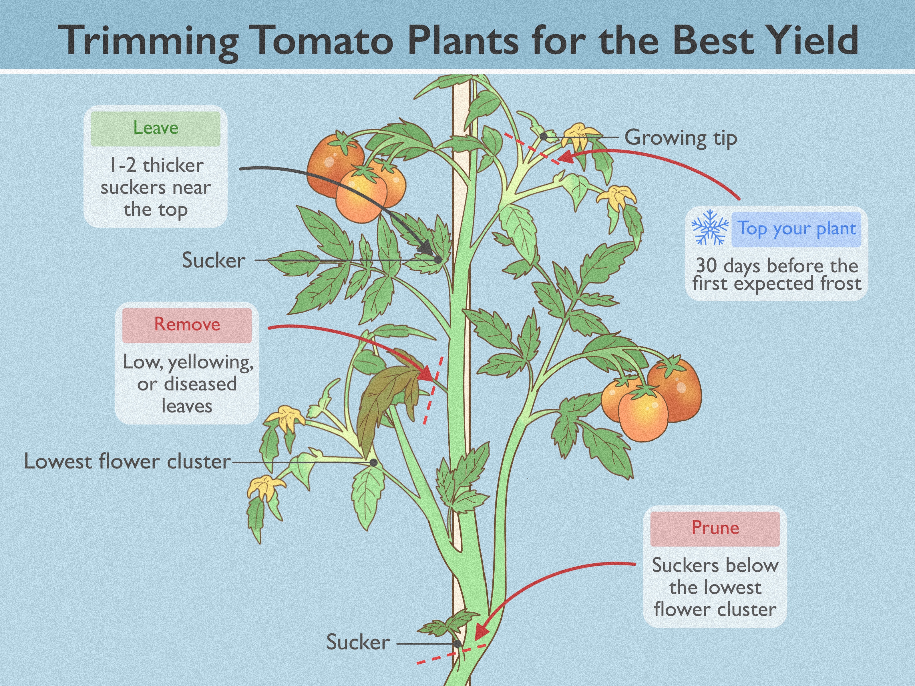 How to Cut Back Tomato Plants