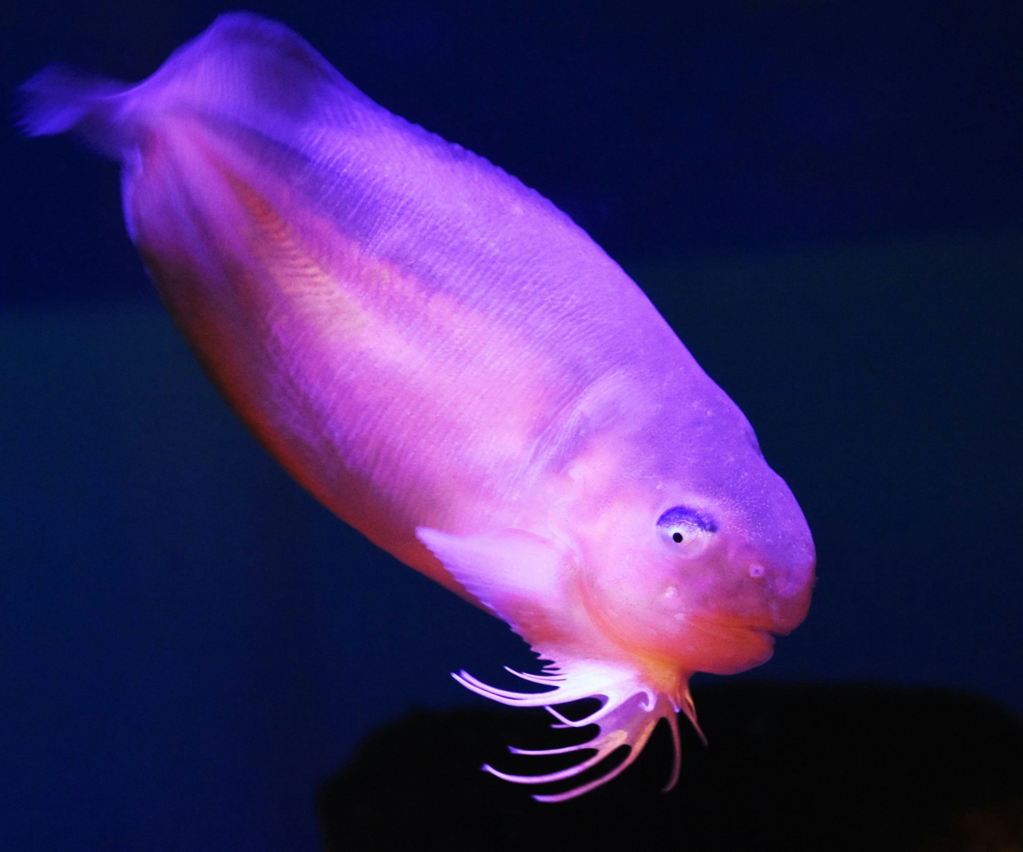ピンクの深海魚の名前と生態図鑑！暗黒の海でなぜ目立つ色なのか徹底解明