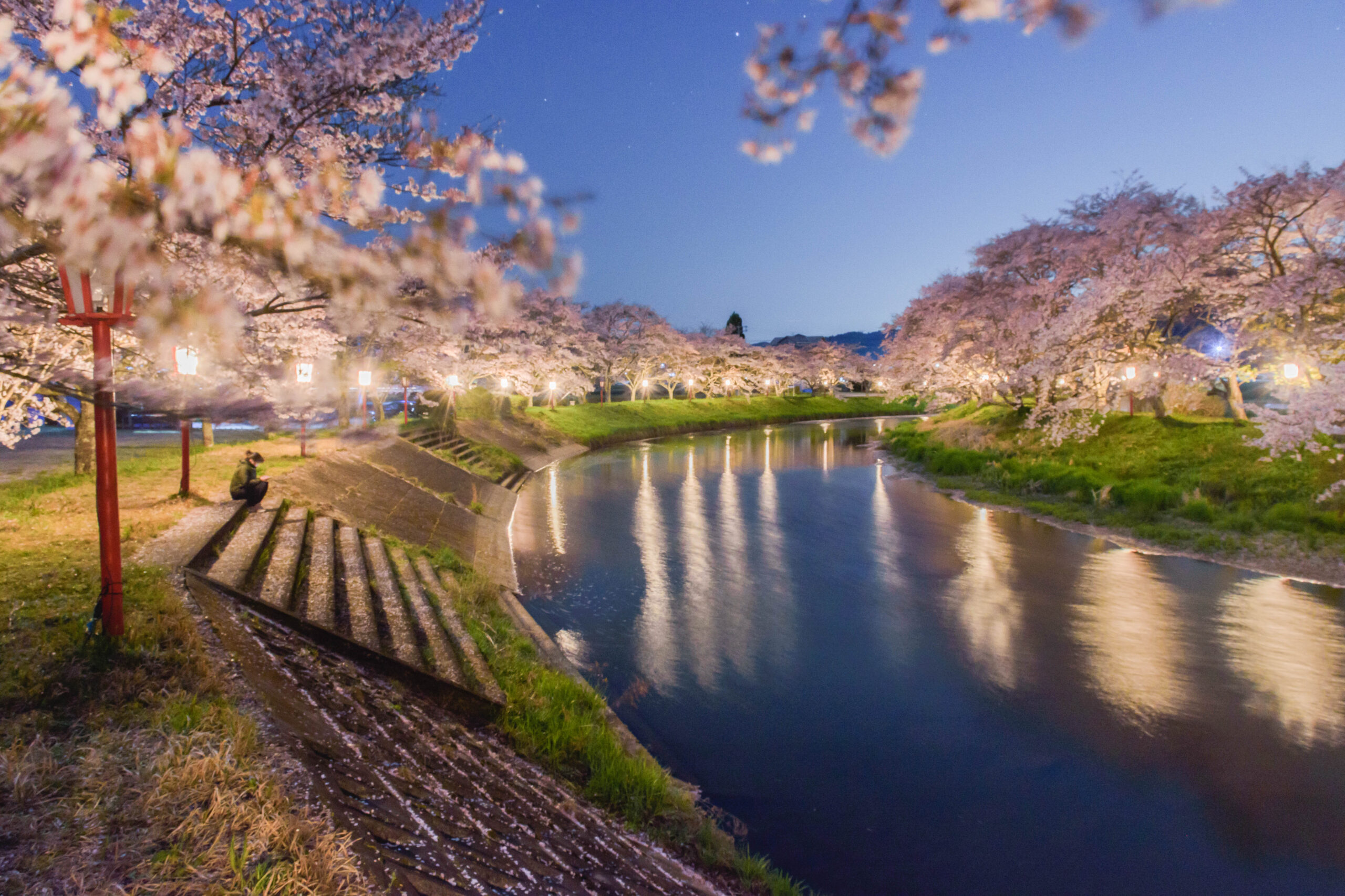 【2026】宇陀川桜並木の見頃と混雑回避法！夜桜穴場ガイド