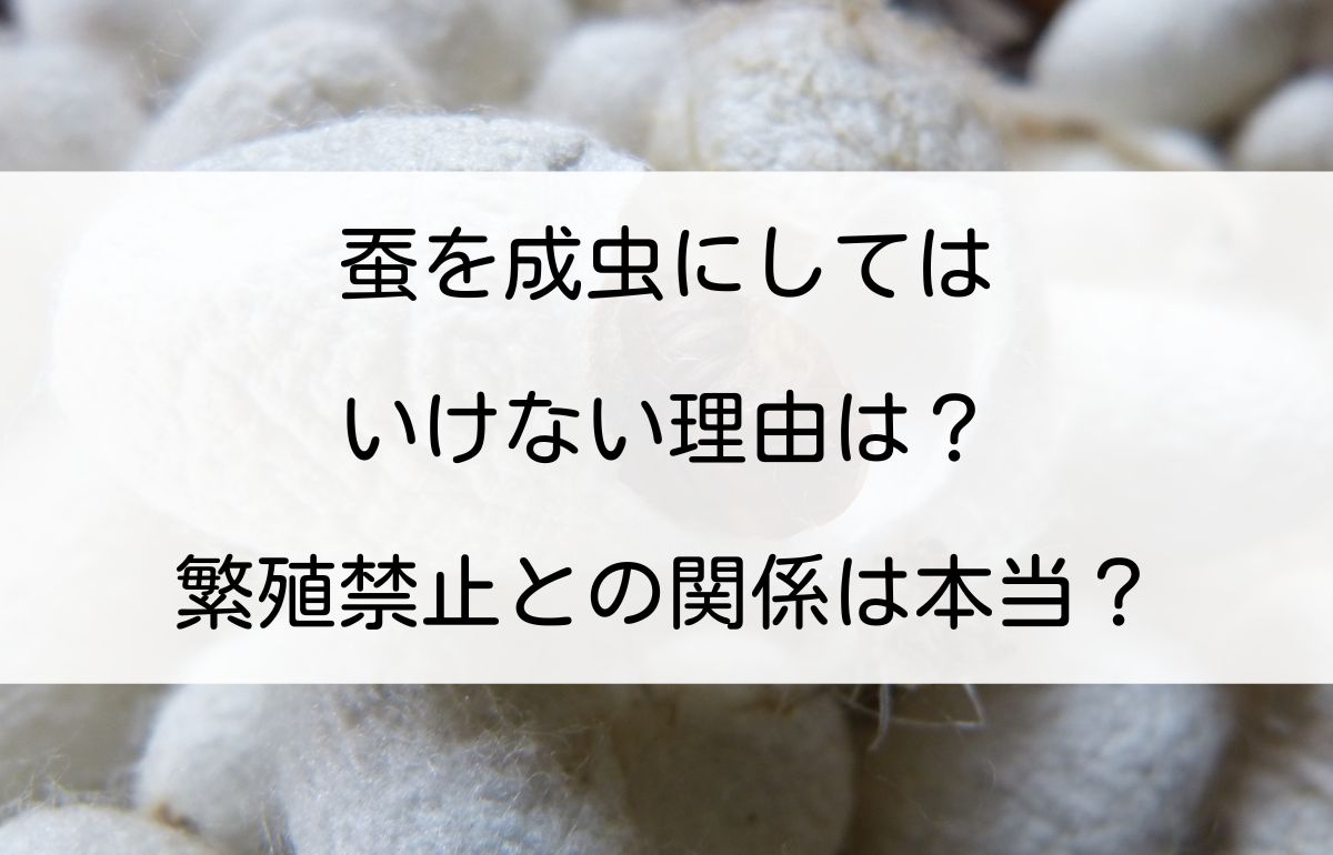 蚕を成虫にしてはいけない理由とは？養蚕の残酷な真実と命の宿命