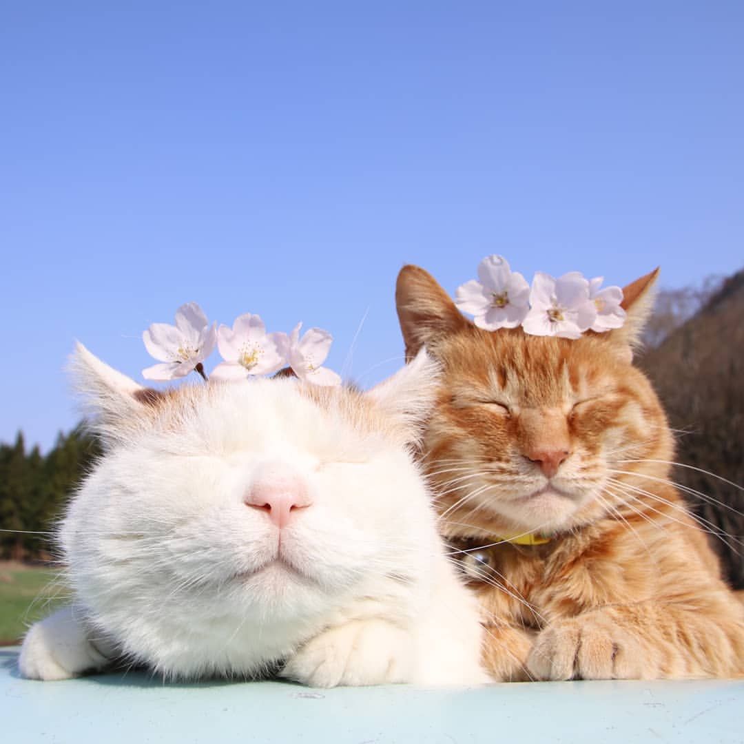 元祖癒やし系「かご猫」シロの伝説と歴代ファミリーの現在を追跡