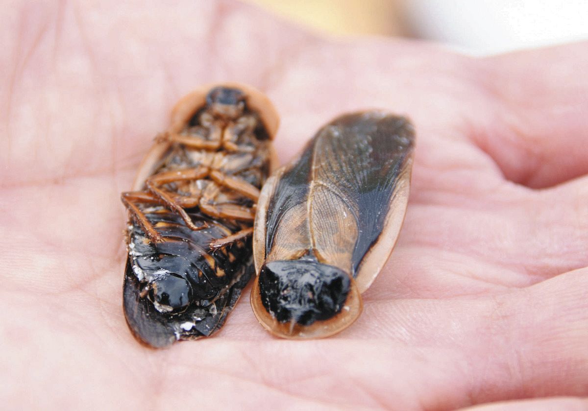 ゴキブリの味はエビかナッツか？専門家が明かす意外な食感と真実