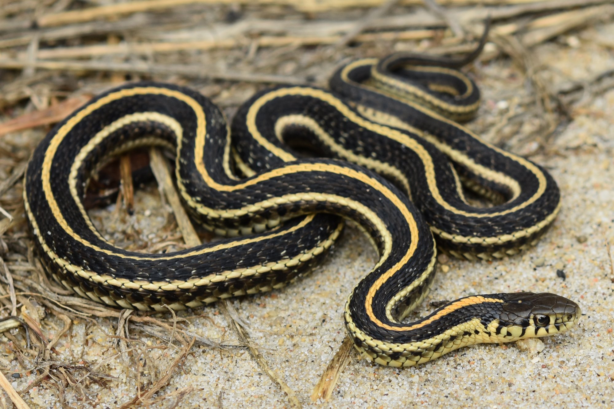 Black and Gold Striped Snake