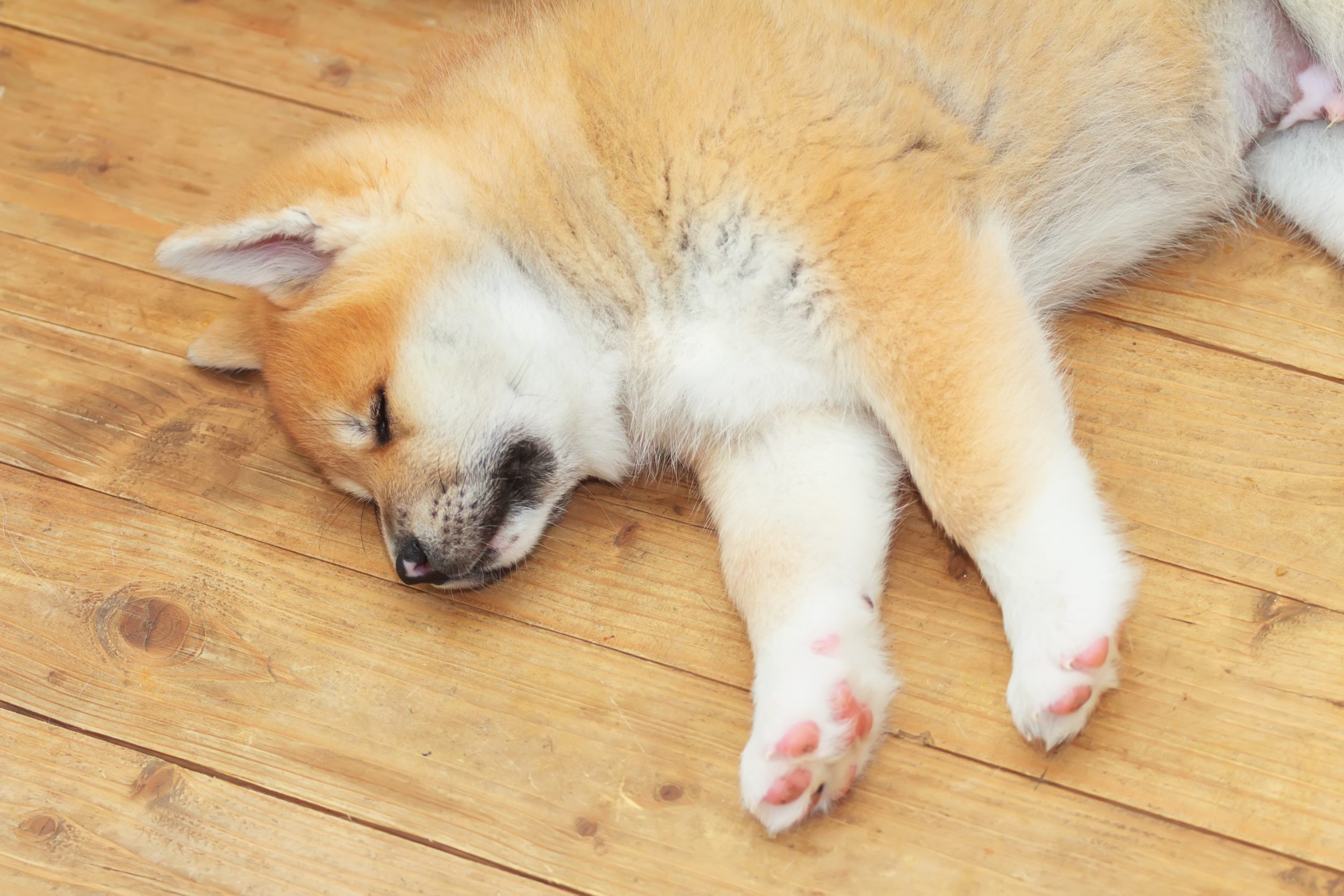犬の寝方でわかる心理とSos！へそ天や丸まる理由と病気のサイン