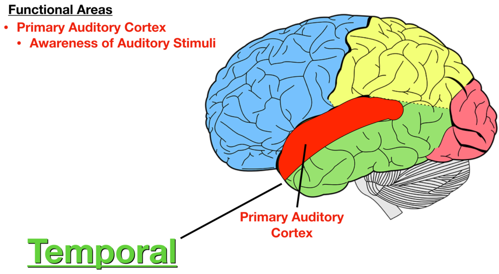Where Is Auditory Cortex