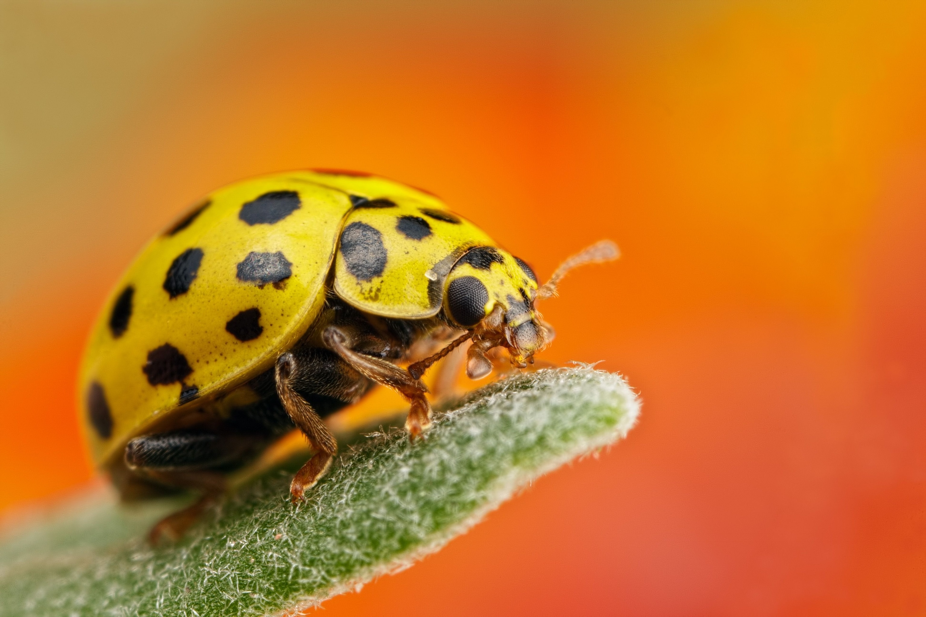 What Is a Yellow Ladybug