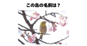 梅にウグイス…は実はメジロ？Snsで毎年大炎上する「緑の鳥」誤認問題と、今さら聞けない本当の見分け方