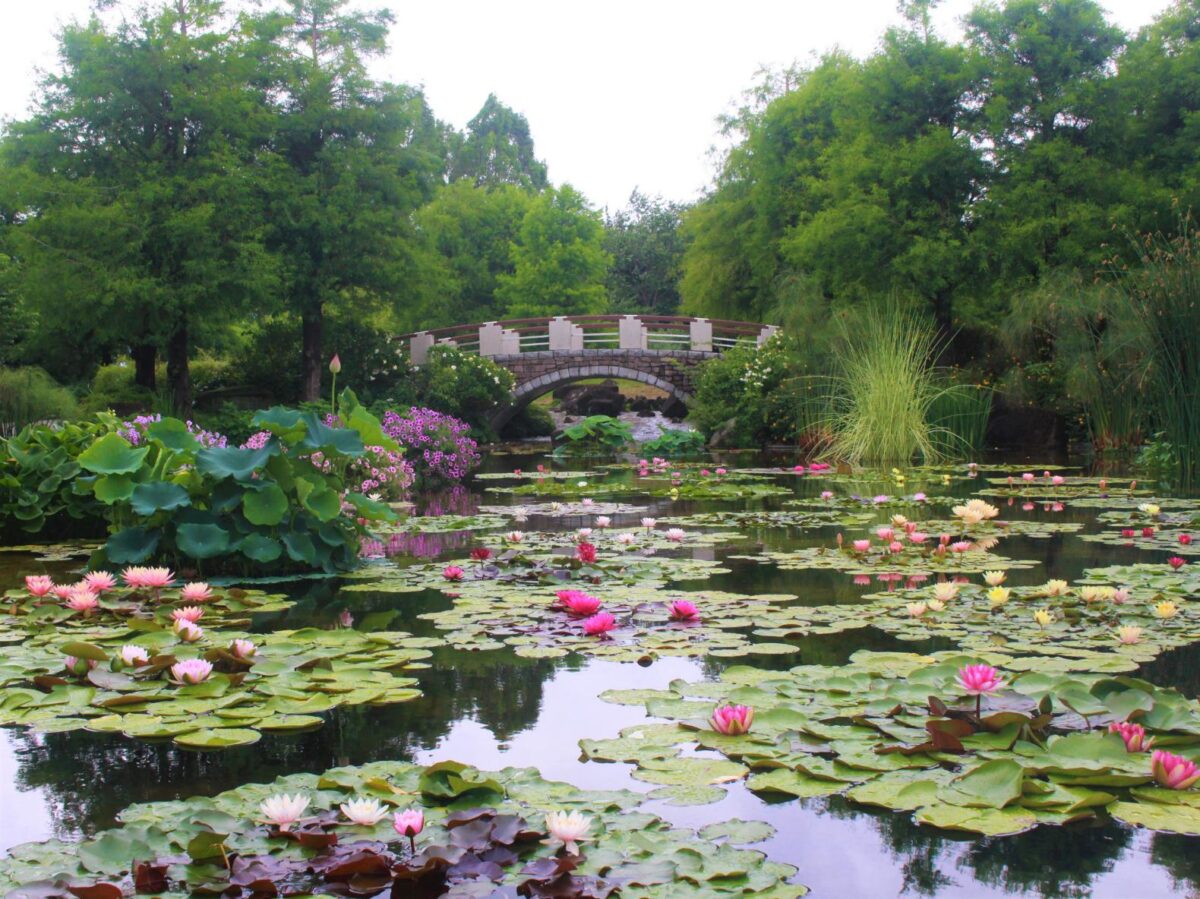 草津市立水生植物公園みずの森の見頃と開花状況！午前中の絶景完全攻略