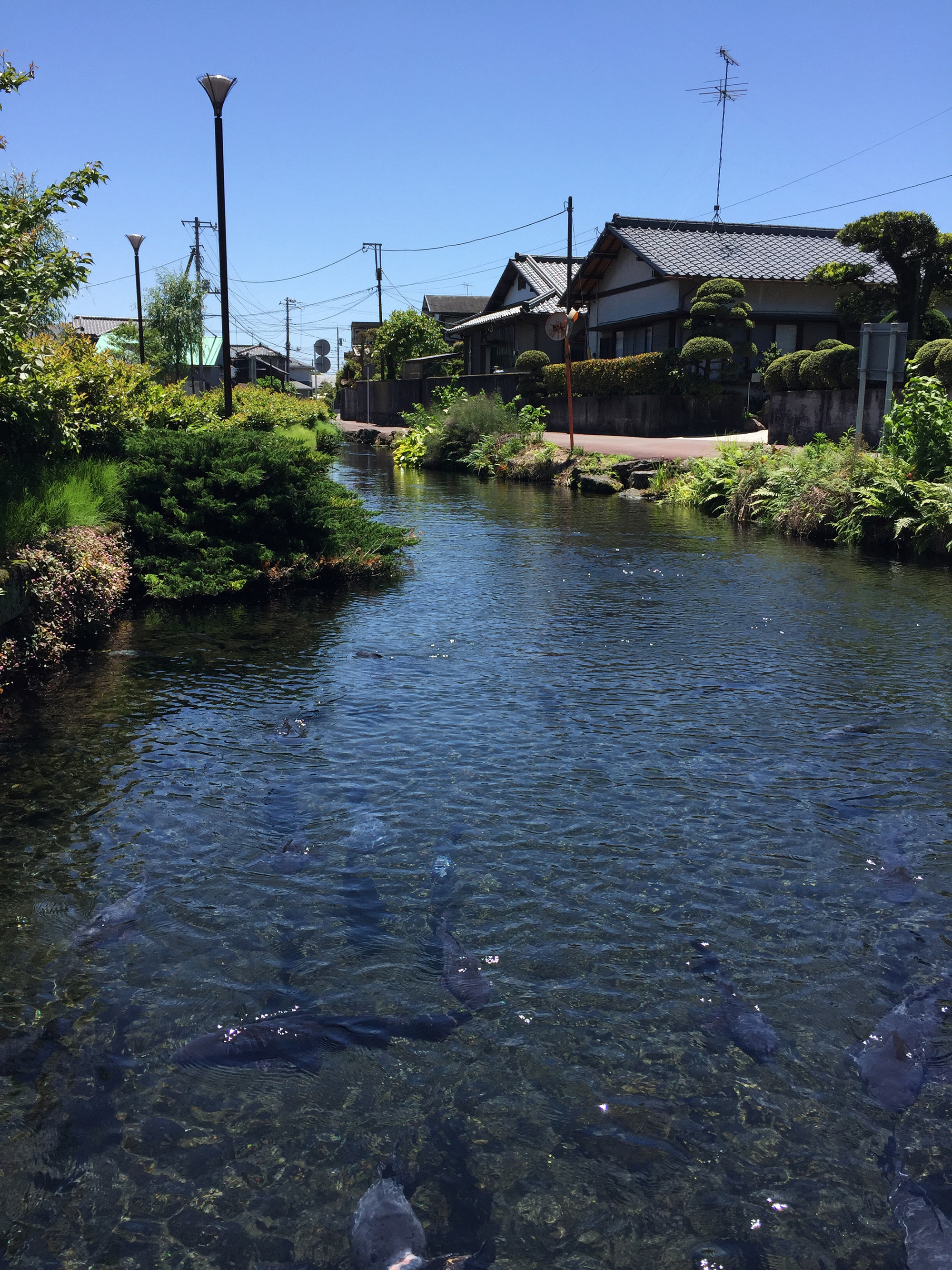 泉の郷湧水公園の知られざる魅力と水汲み場・ホタル完全攻略