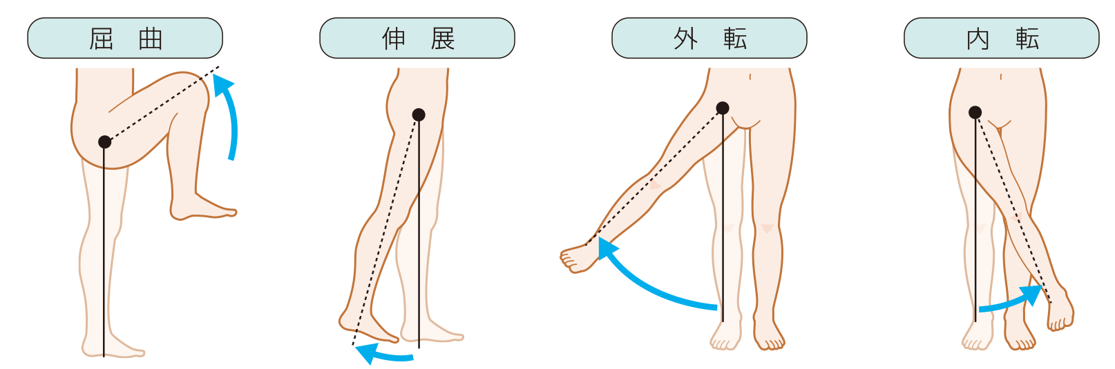 内転と外転の違いとは？一瞬で覚える秘訣と関節メカニズムの真相