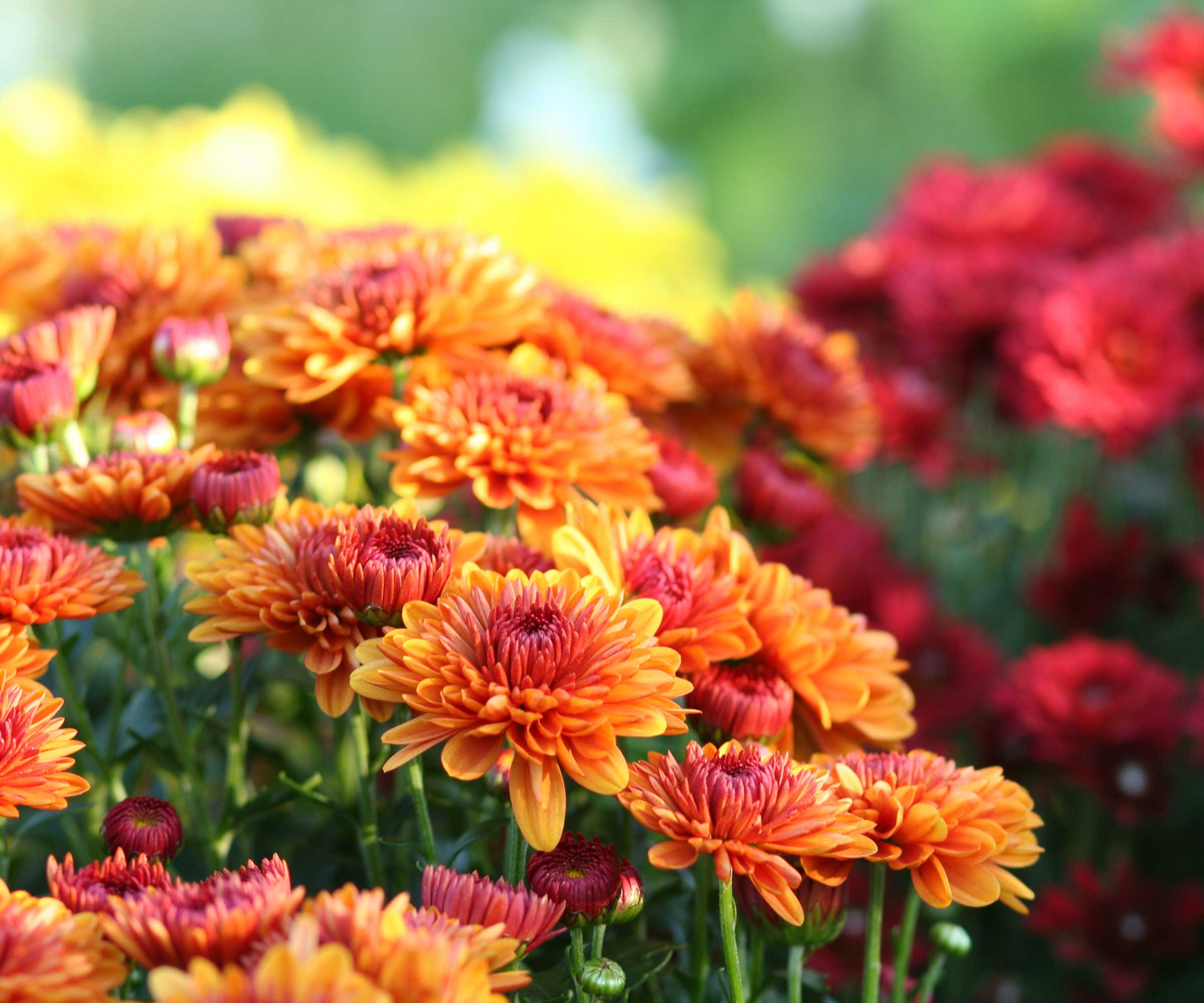 The September Chrysanthemum Secret That Changes Everything for Fall