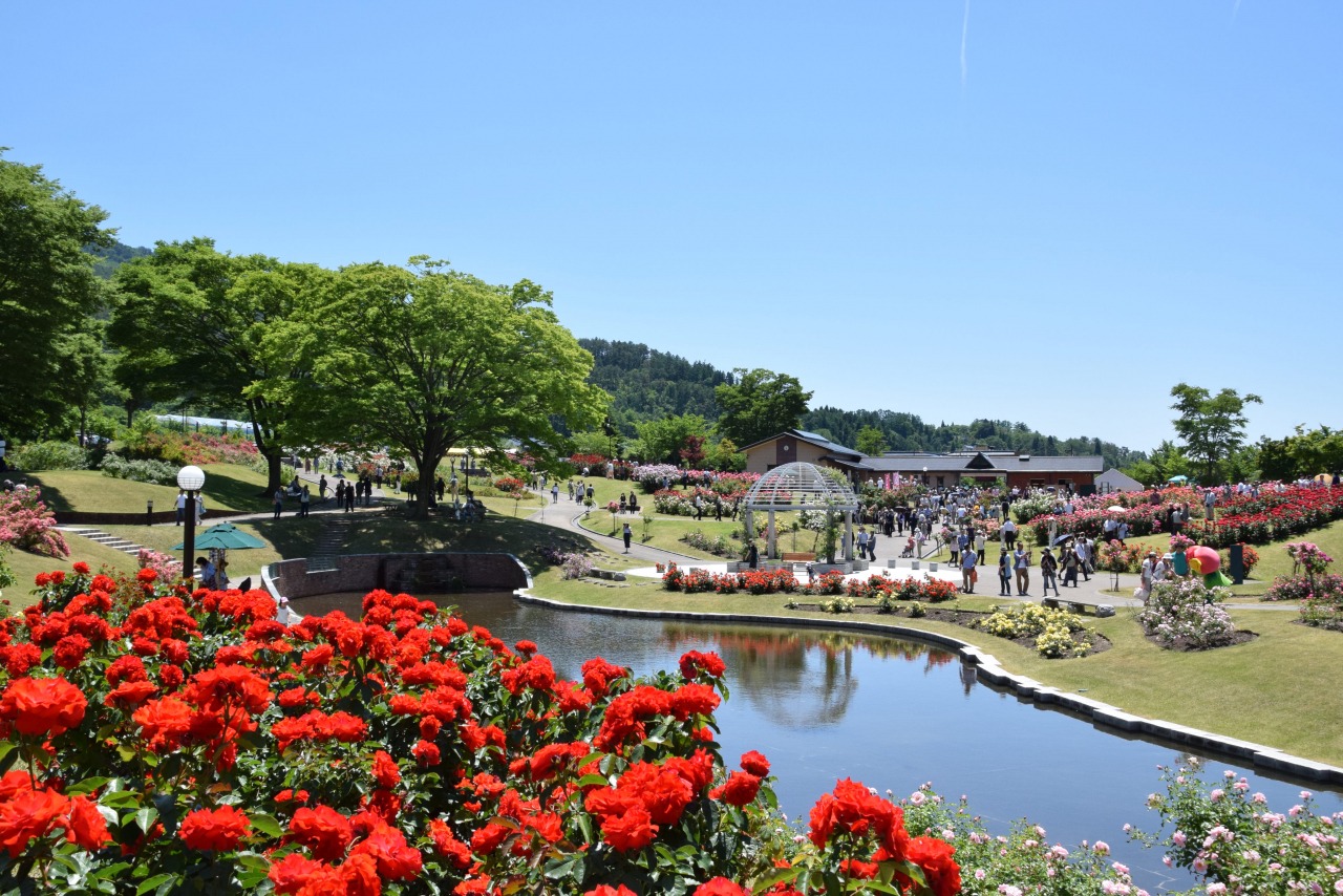 東沢バラ公園2026の見頃と開花状況！まつり・混雑回避術を徹底解説