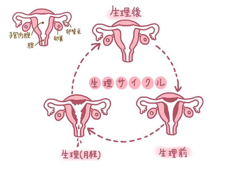 生理とは？男性向けに痛みのリアルと彼女への神対応を徹底解説