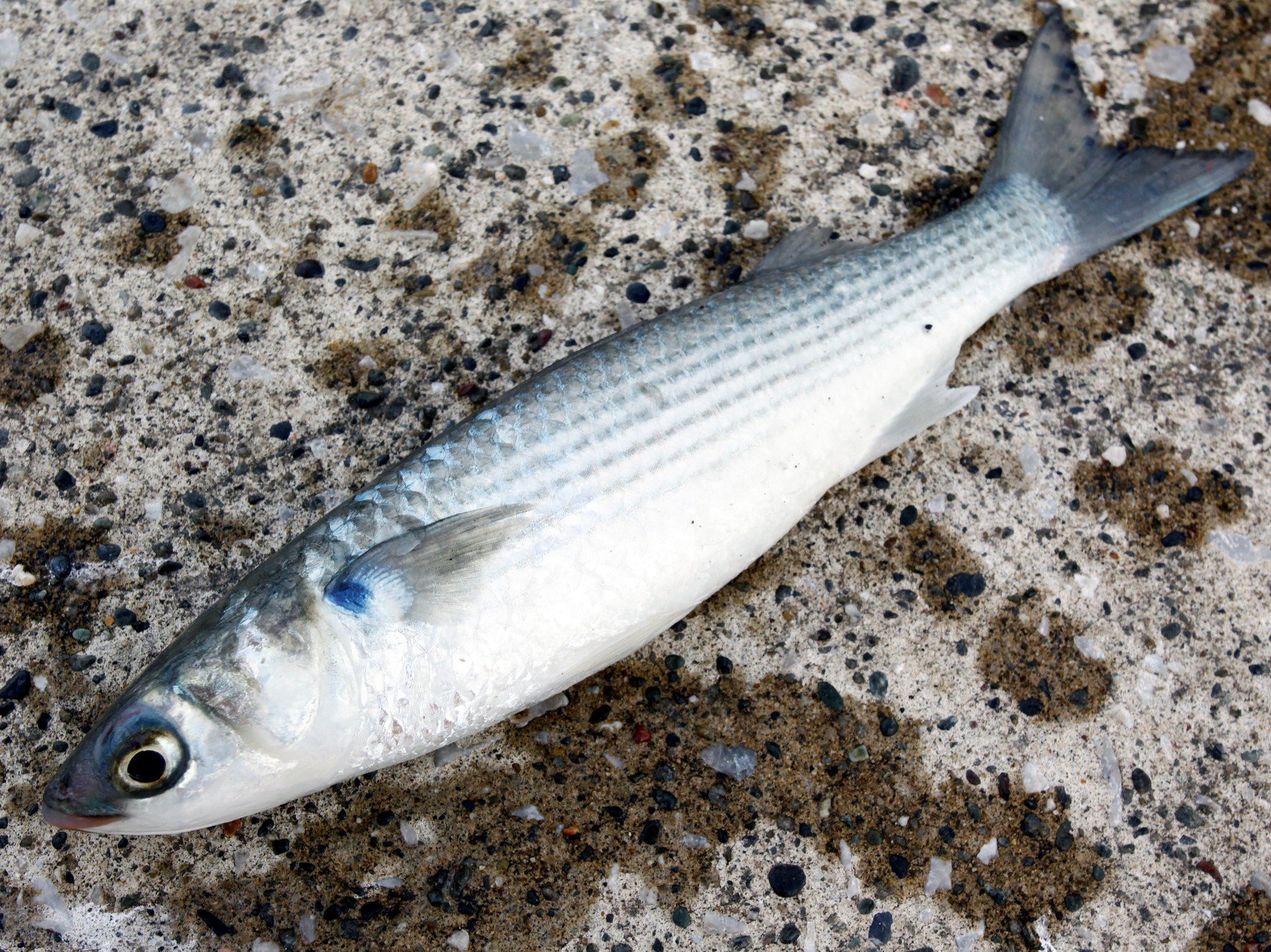 2026年、なぜ「海の珍味」が世界中で争奪戦に？ 高級カラスミの知られざる舞台裏と職人の執念