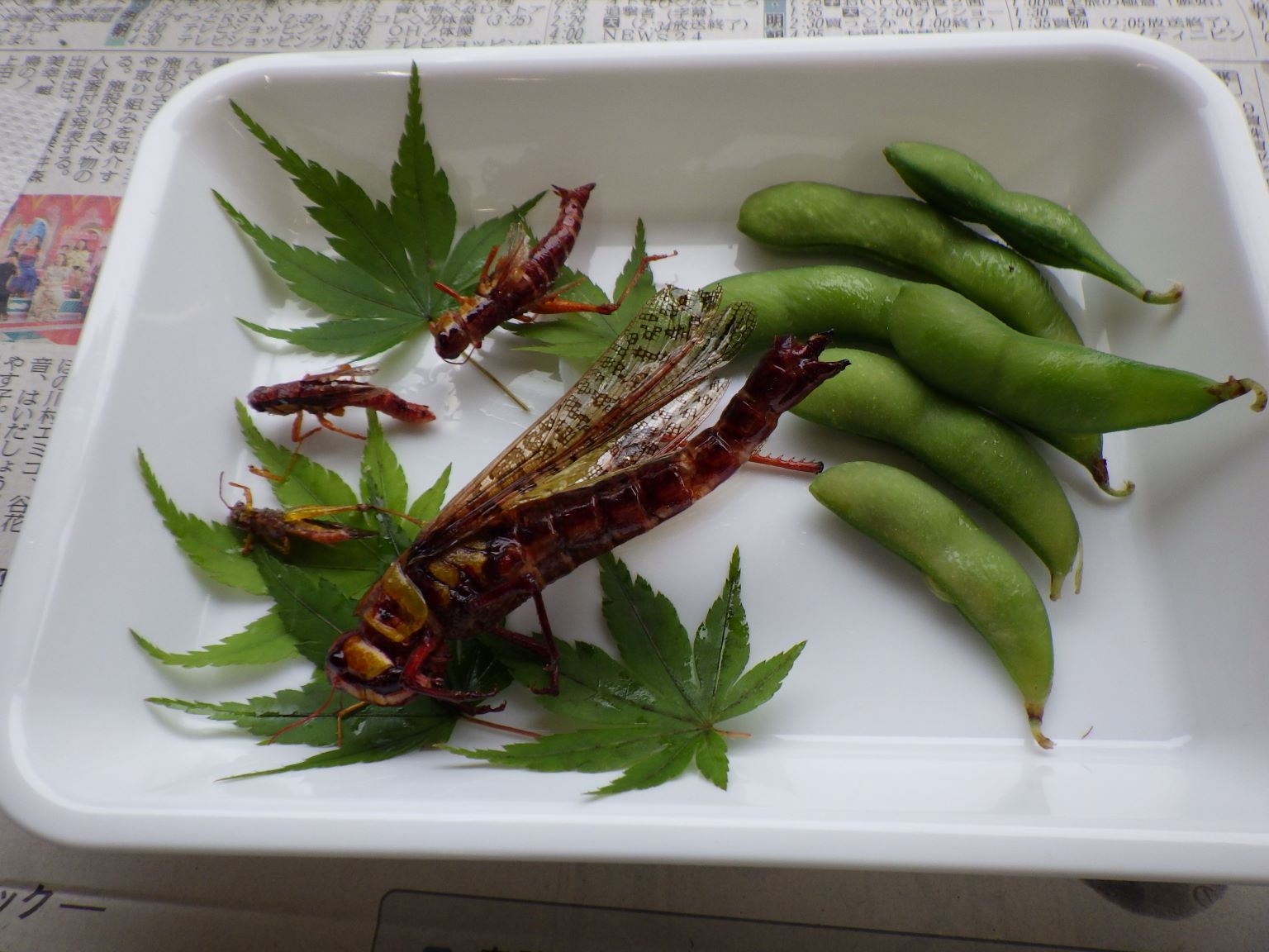 バッタが食べるもの徹底解説！実はNg野菜も？種類別の好物と最新飼育法
