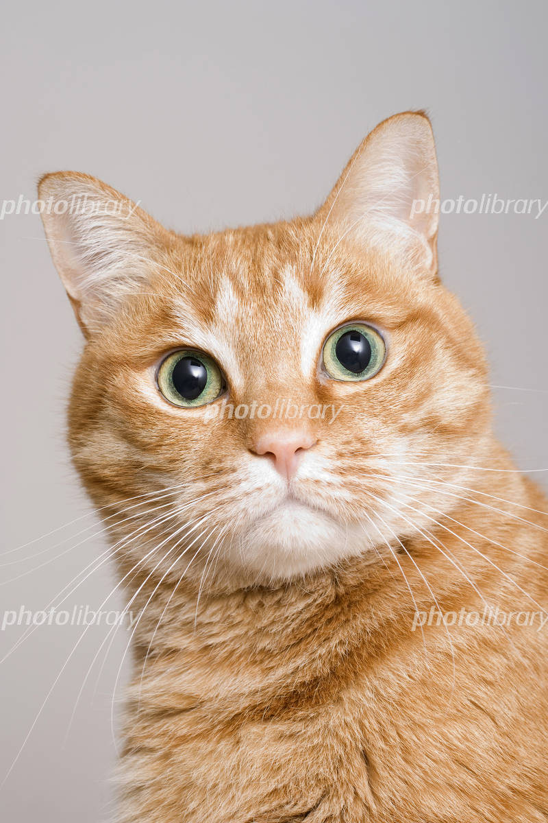 なぜ猫顔は人を惹きつけるのか？男女の特徴と芸能人・最新メイク徹底解剖