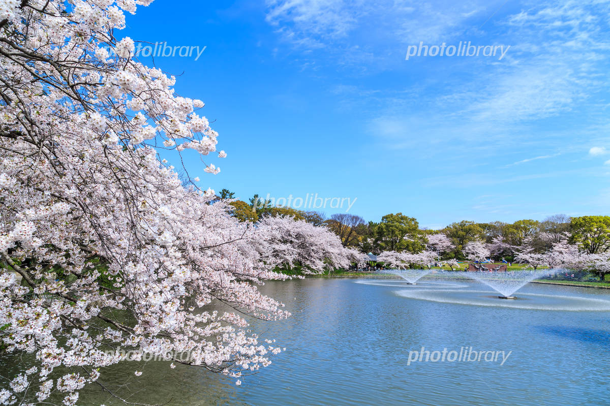 【2026】名城公園の桜見頃と穴場速報！屋台・駐車場と満開攻略