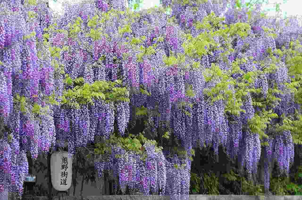 【2026年】Gwに行きたい藤の花名所は？幻想的なライトアップと穴場を徹底解説